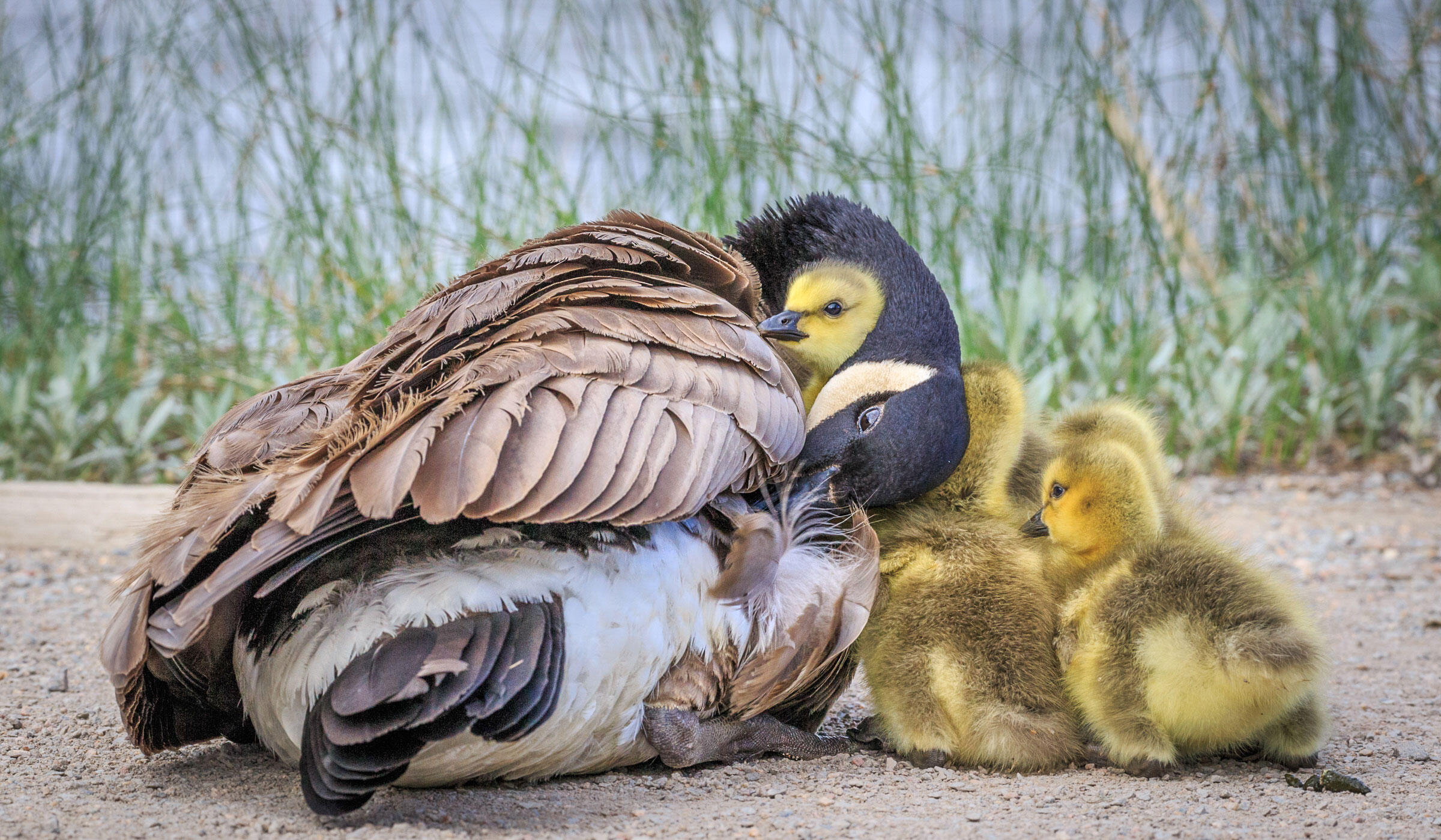 Canada Geese/Amateur Category. Michael Cohen/Audubon Photography Awards