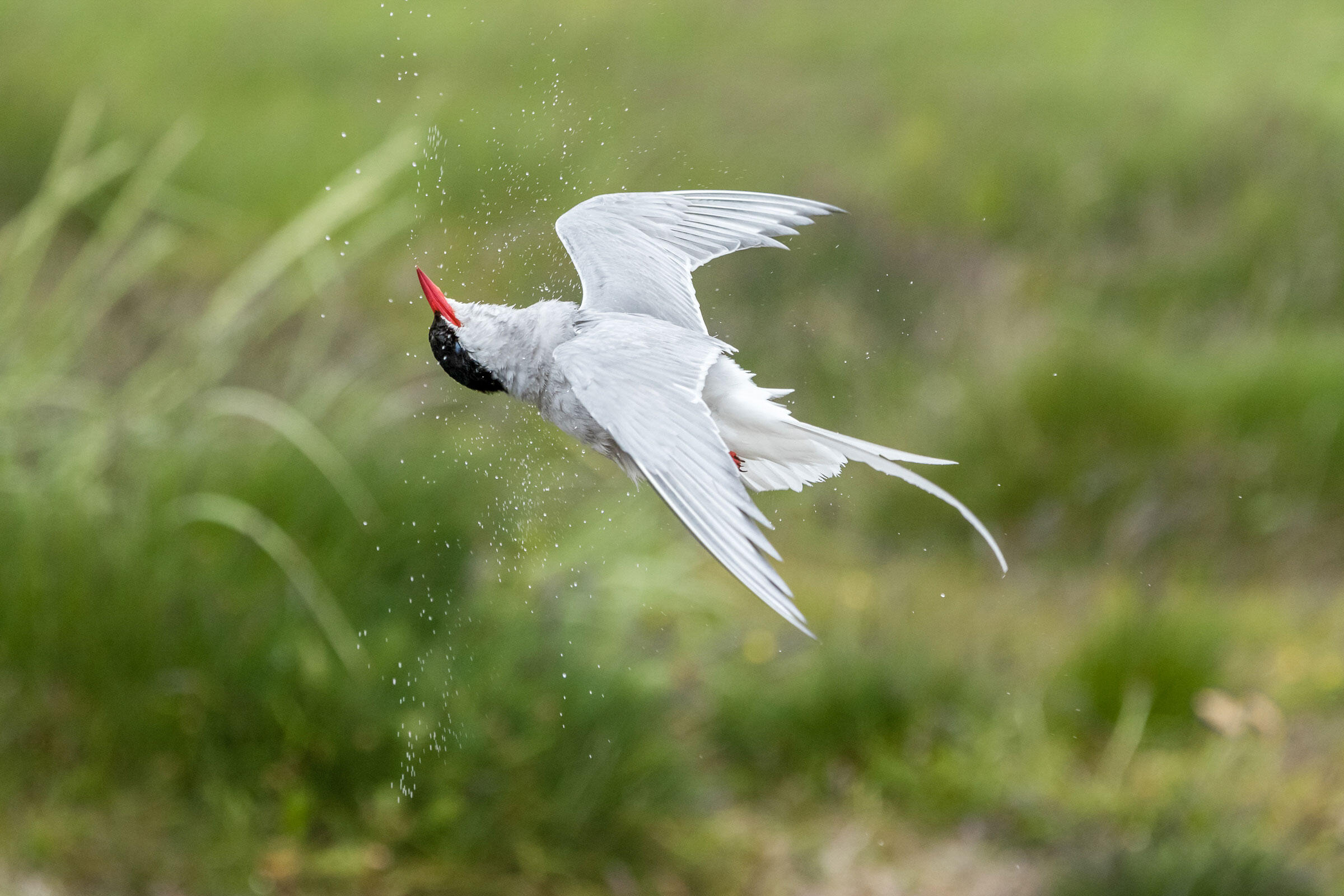 Arctic Tern/Amateur Category. Catherine Dobbins Dalessio/Audubon Photography Awards