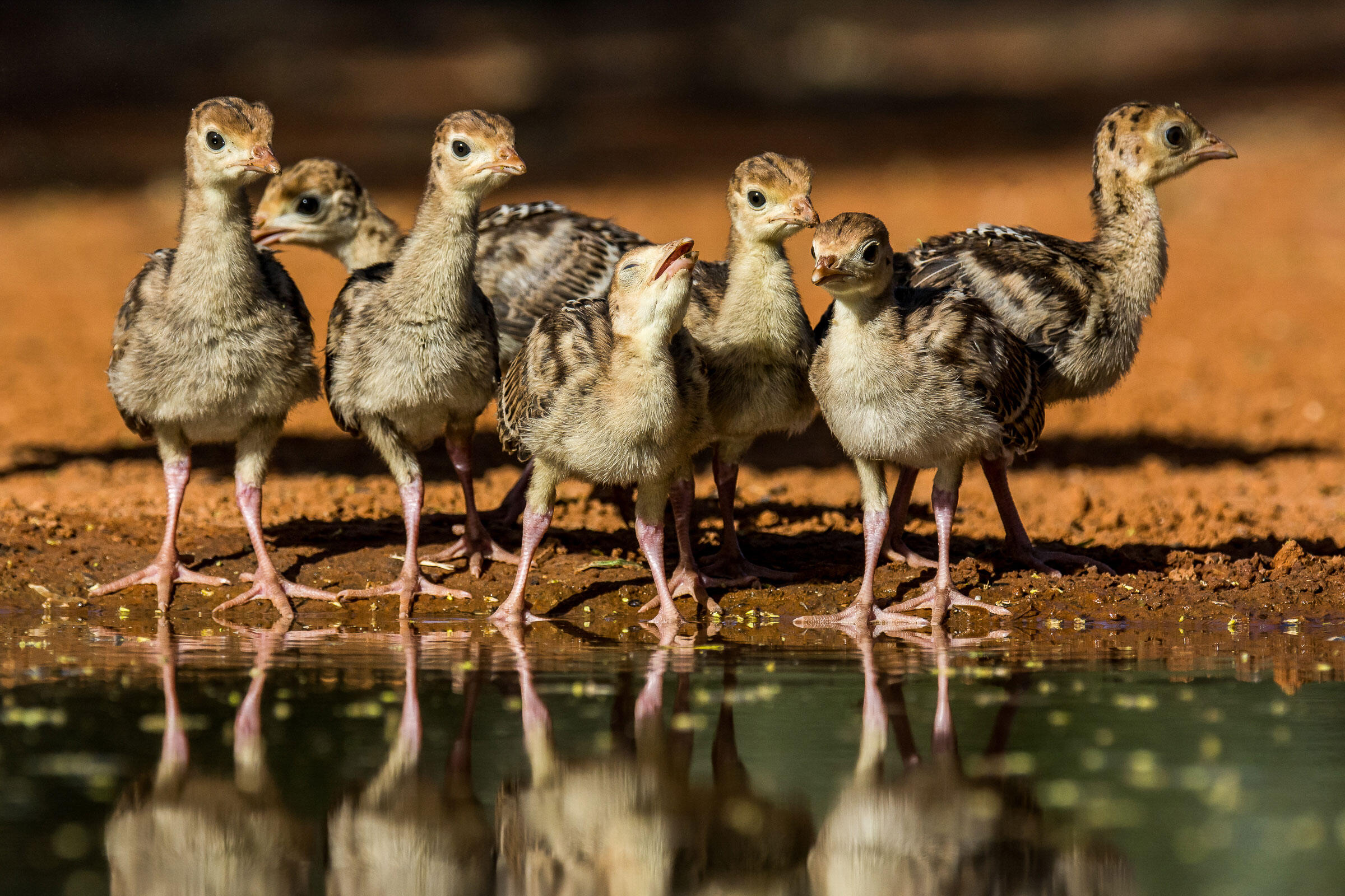 Turkey Poults/Amateur Category. Richard Green/Audubon Photography Awards