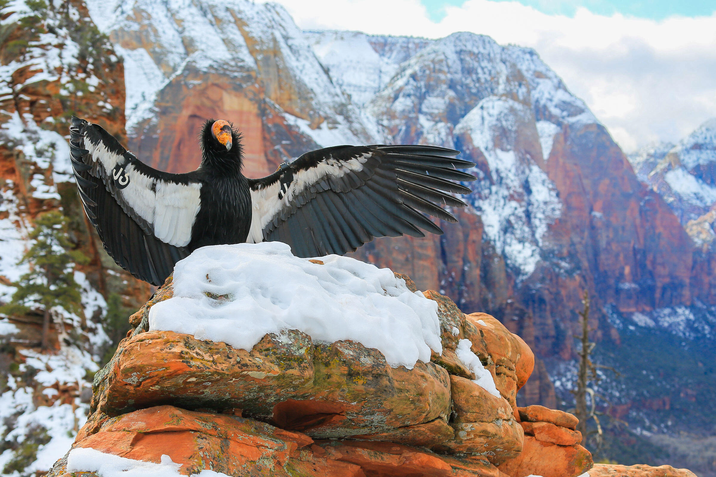 California Condor/Amateur Category. Madison Roberts/Audubon Photography Awards