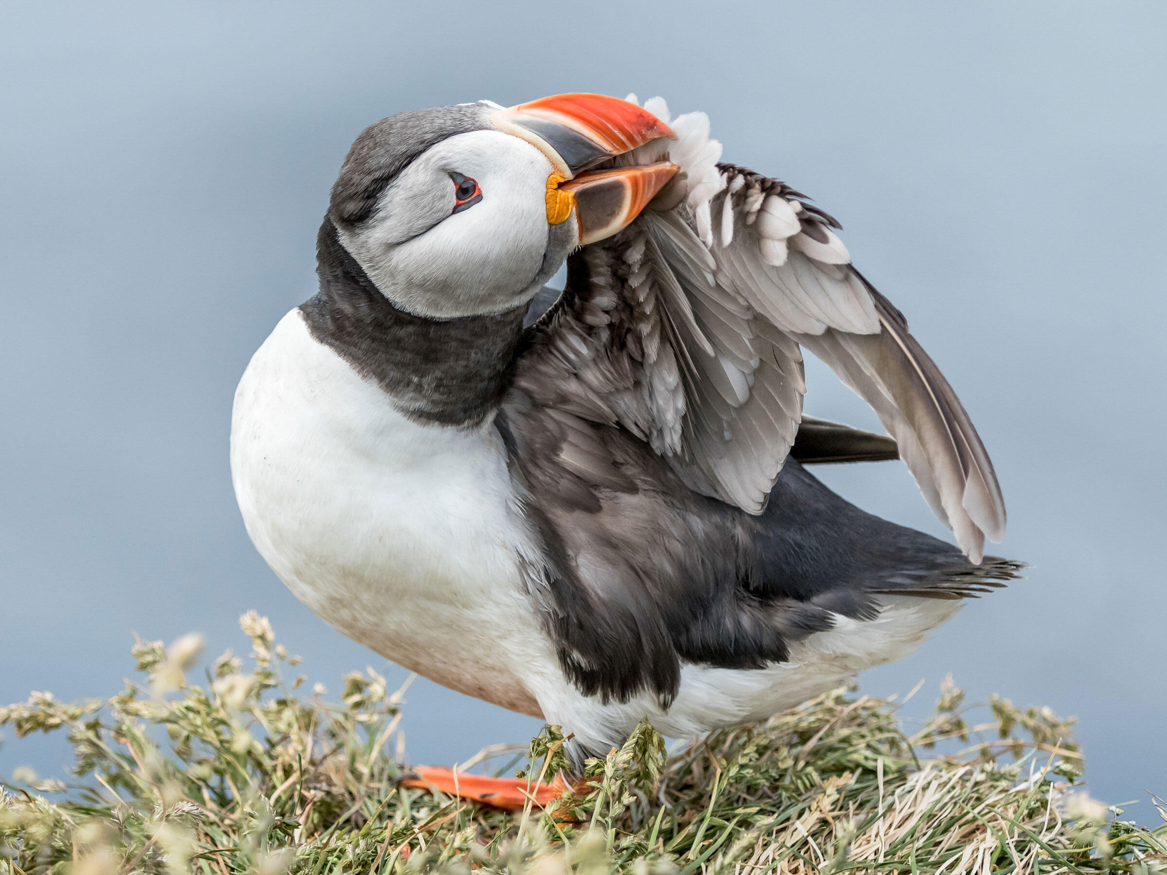 Atlantic Puffin/Amateur Category. Catherine Dobbins Dalessio/Audubon Photography Awards