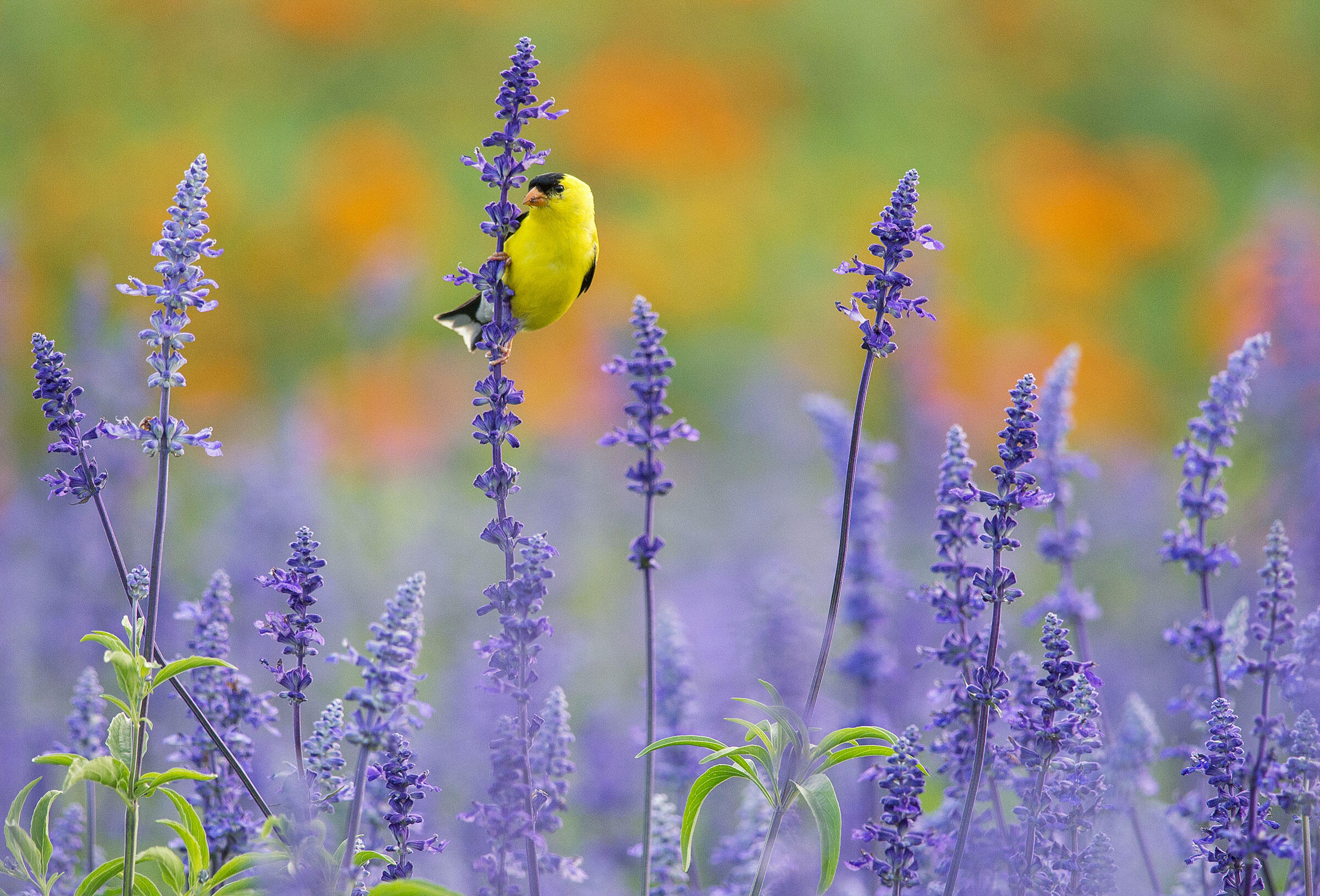 American Goldfinch/Professional Category. Tom Warren/Audubon Photography Awards