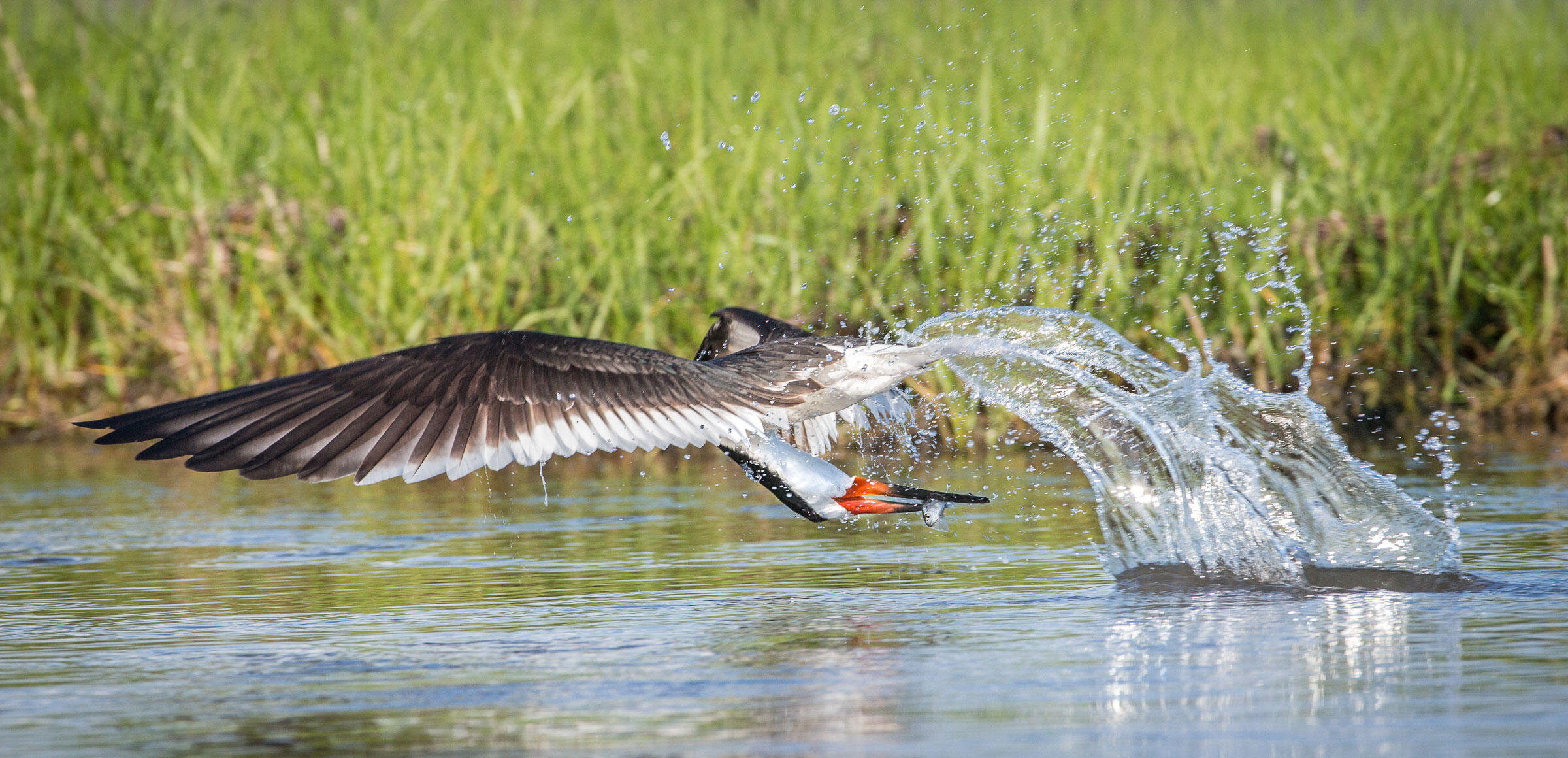 Black Skimmer/Professional Category. Mark Buckler/Audubon Photography Awards