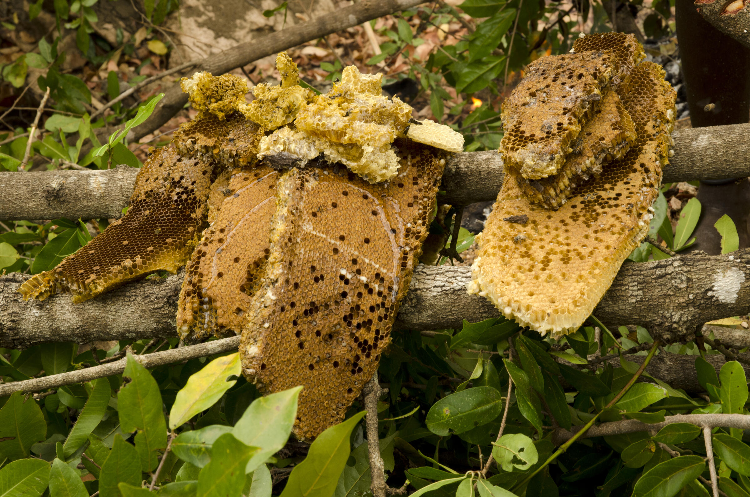 Meet the Greater Honeyguide, the Bird That Understands Humans Audubon