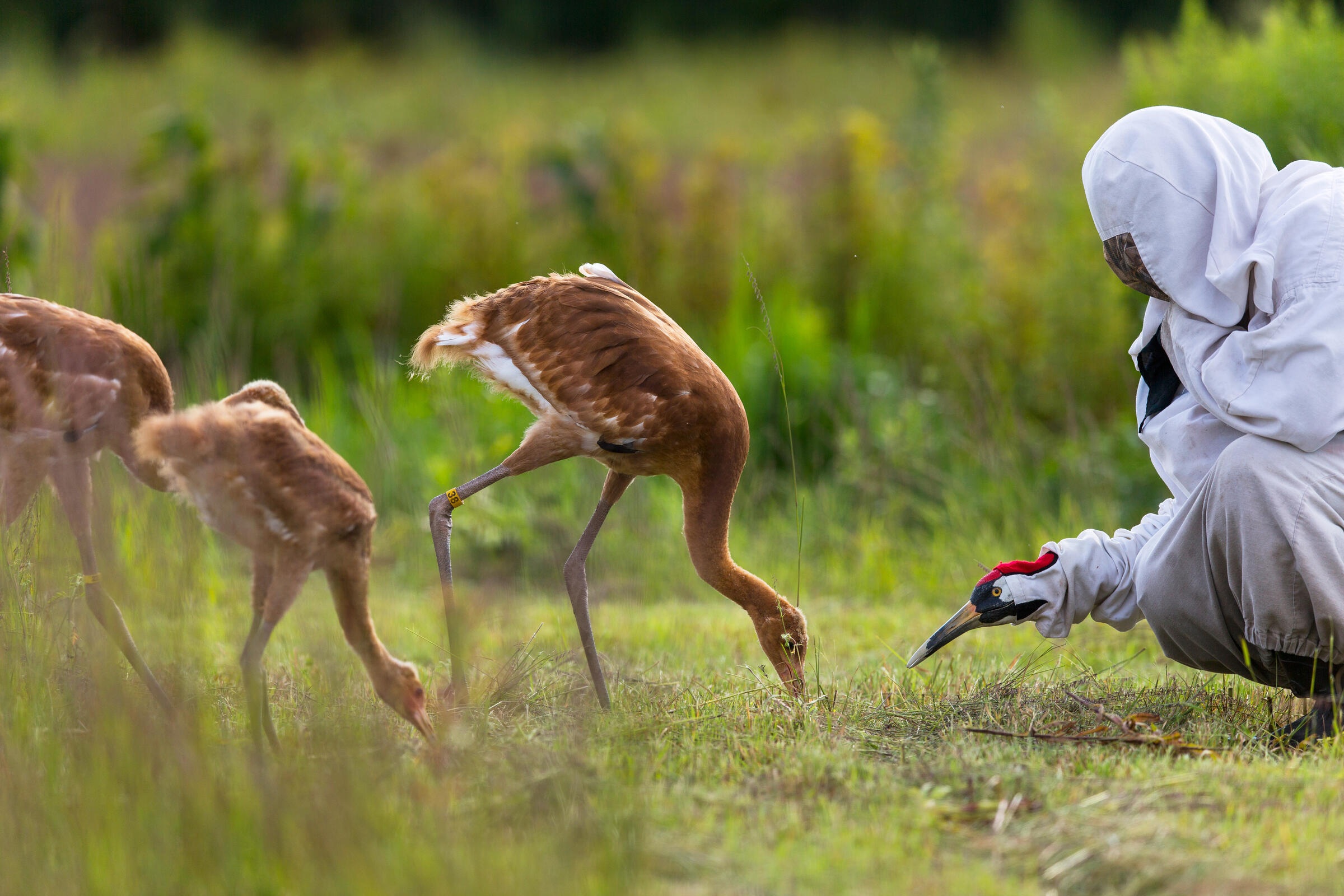 How to Raise a Wild Bird The Tricks and Costumes Behind the Whooping