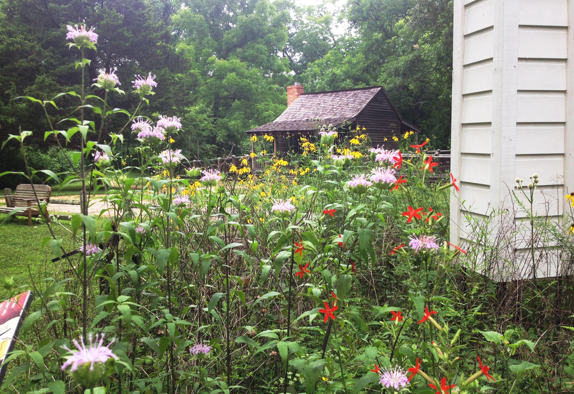 How to Make Your Yard Bird-Friendly, 5 easy step! 9 strawberryplains img 6154 WANEE Go-WILD