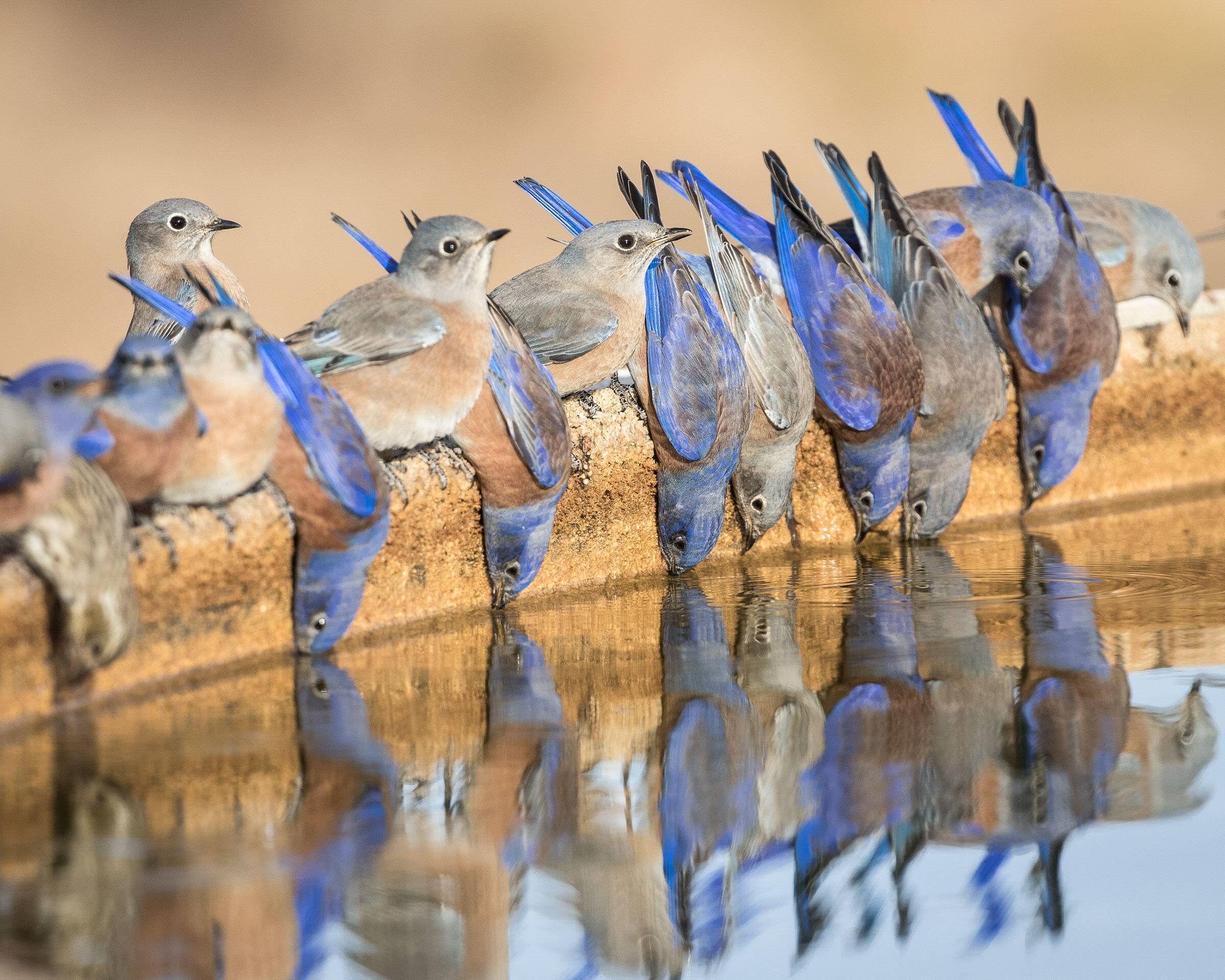 12 Fascinating Bird Behaviors From the 2018 Audubon Photography Awards