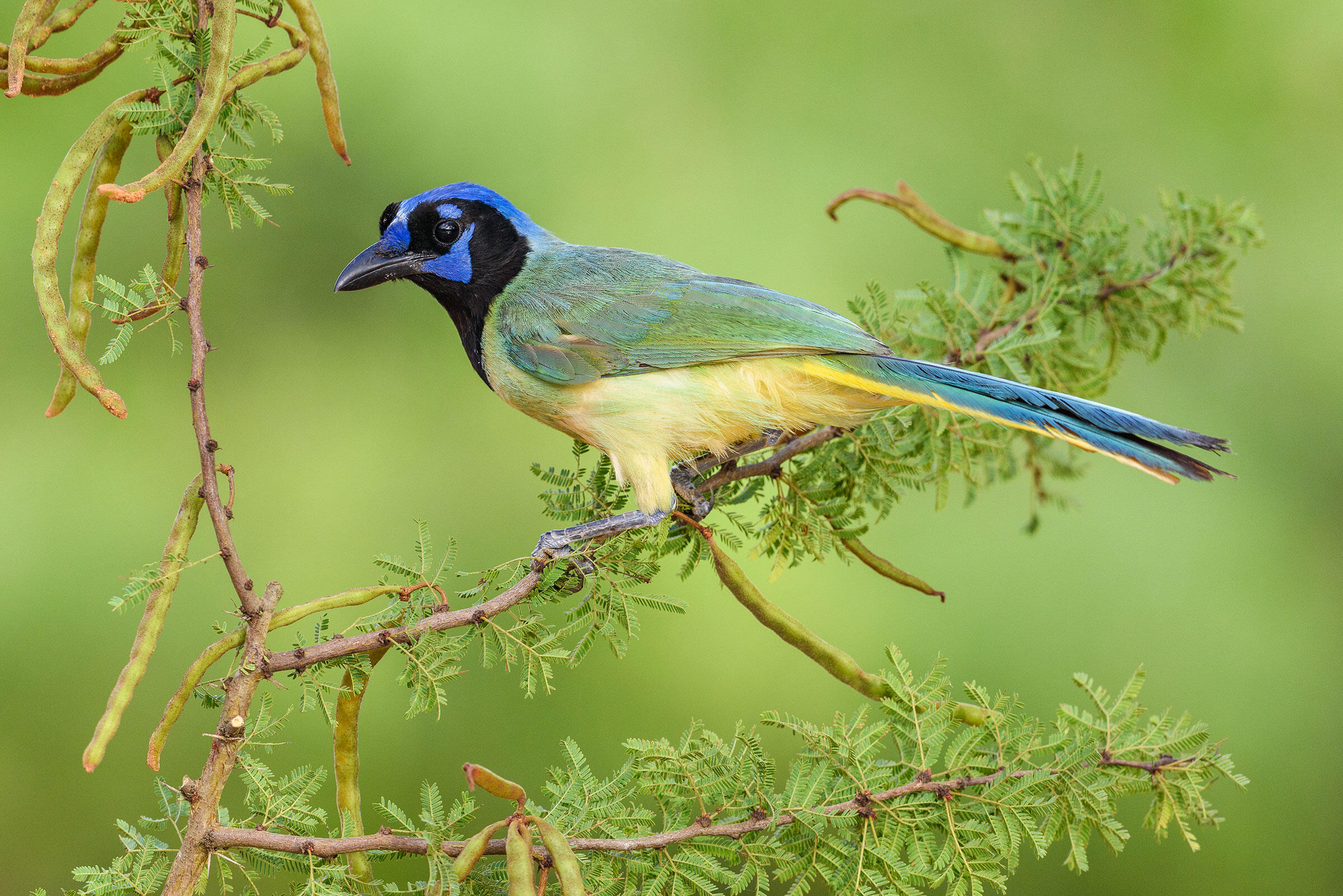 Different Types of Jays — Colorful Birds Audubon