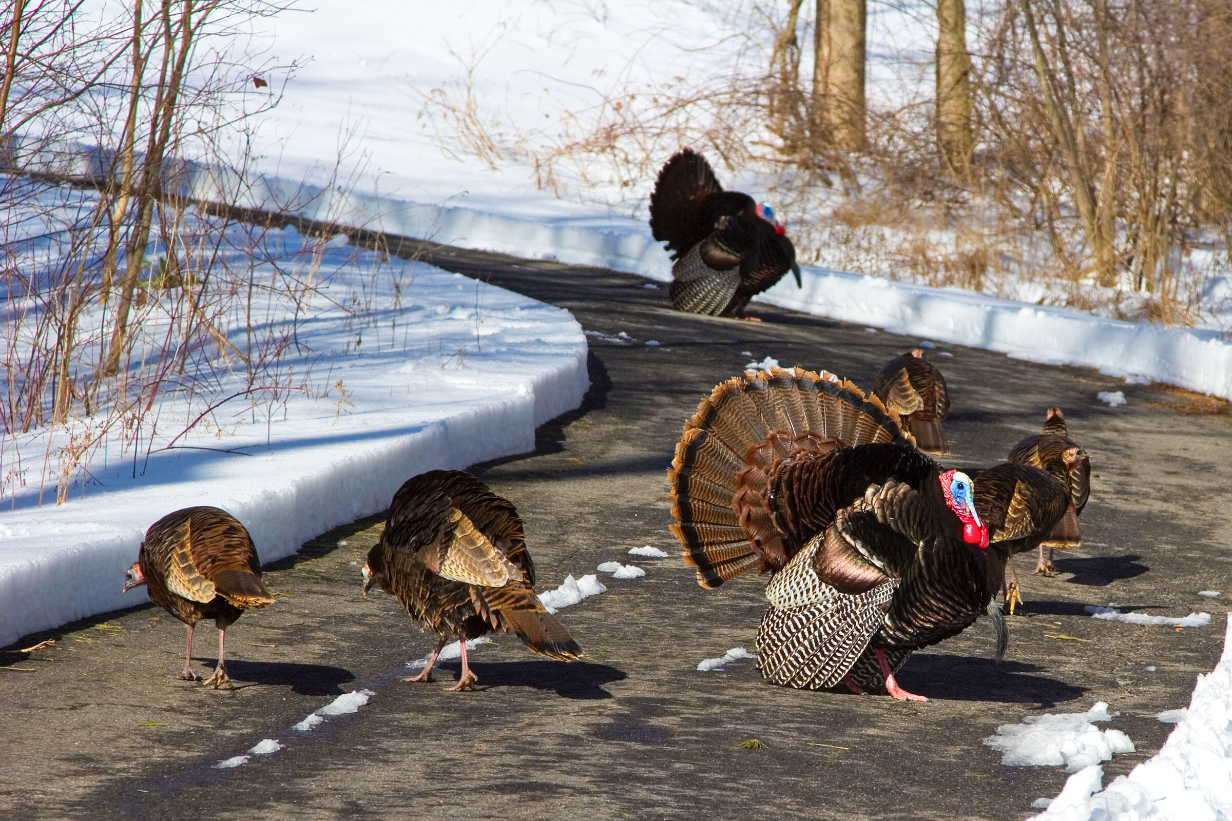How Wild Turkeys Took Over New England Audubon