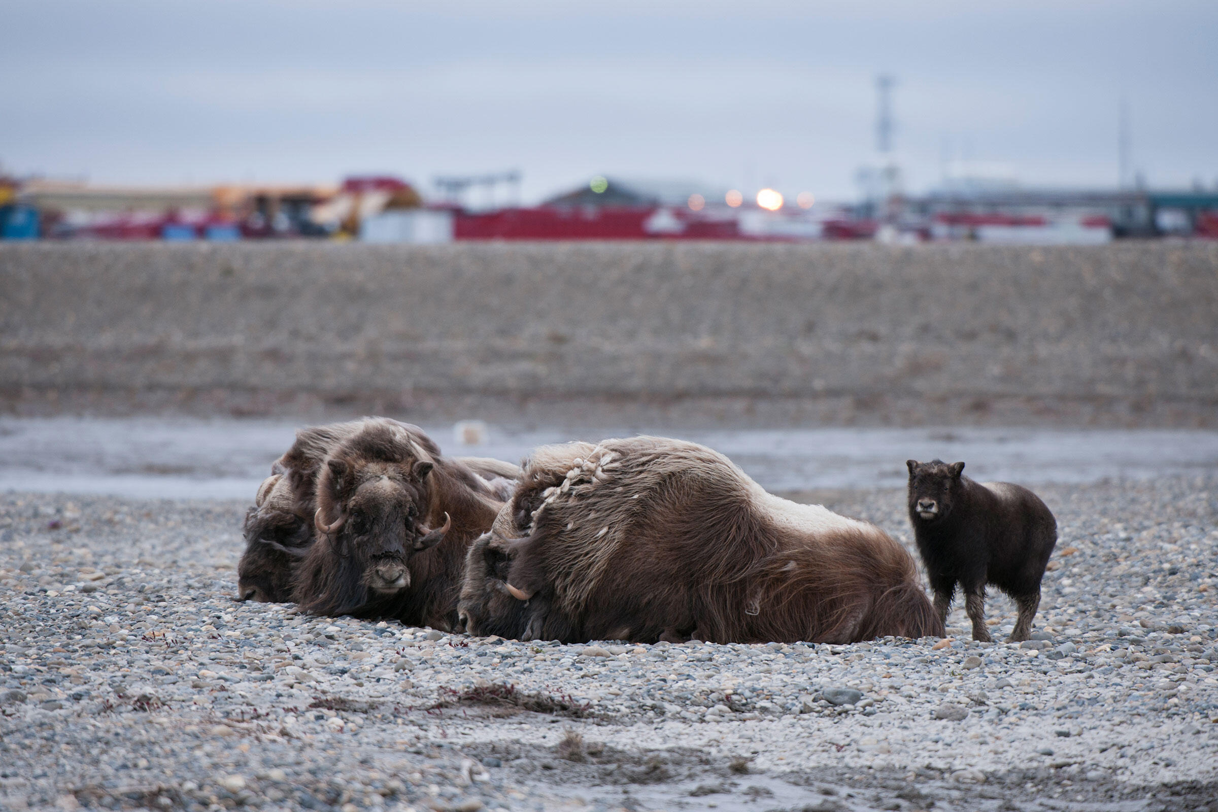 To See How Oil Drilling Would Transform the Arctic Refuge, Look Next Door to Prudhoe Bay Audubon