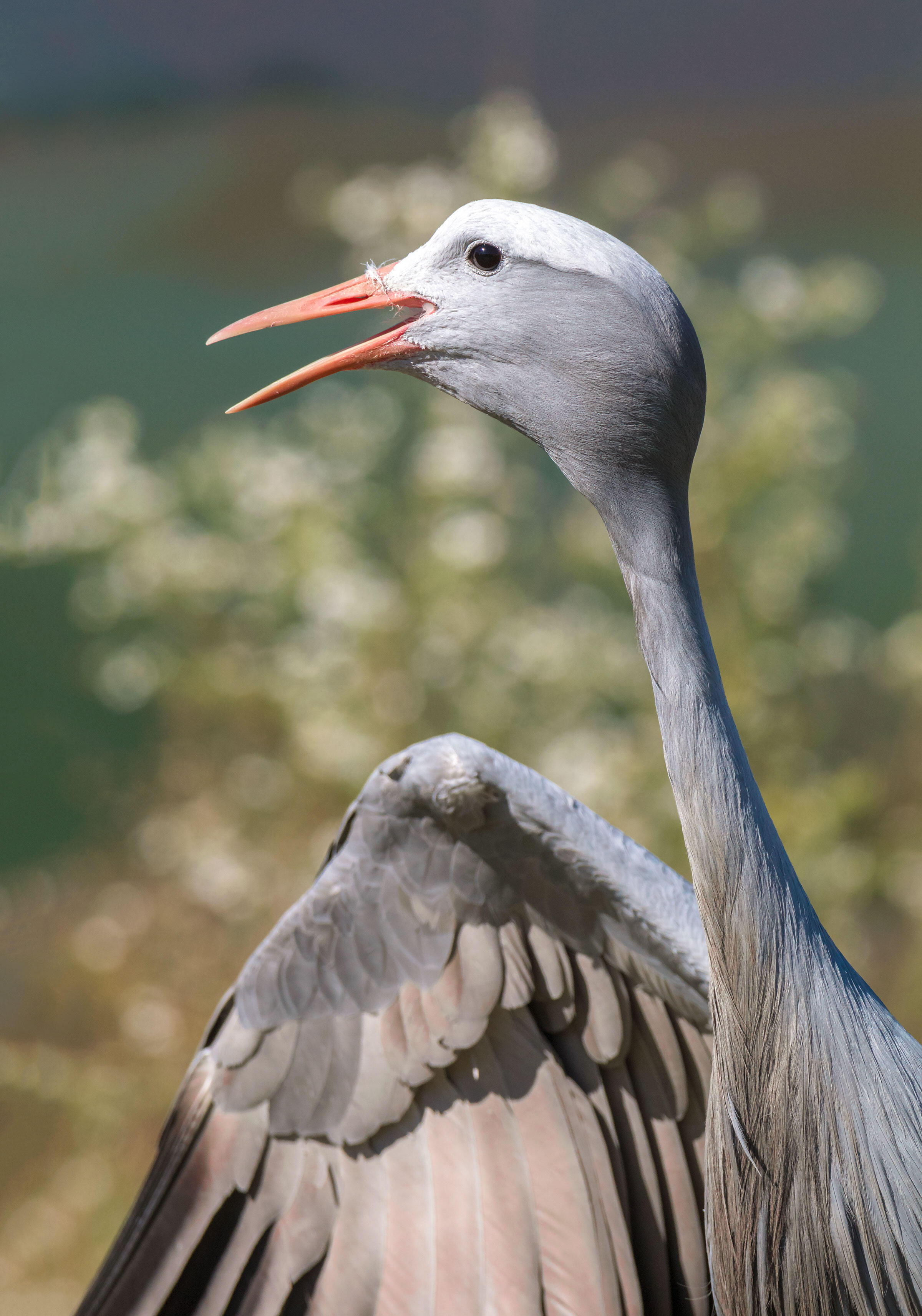 Around the World in 15 Cranes Audubon