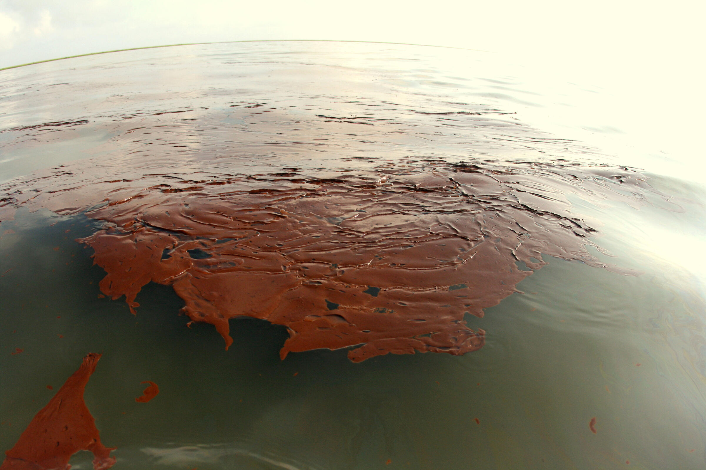 The Quest to Save a Pelican Rookery Decimated by Deepwater Horizon ...