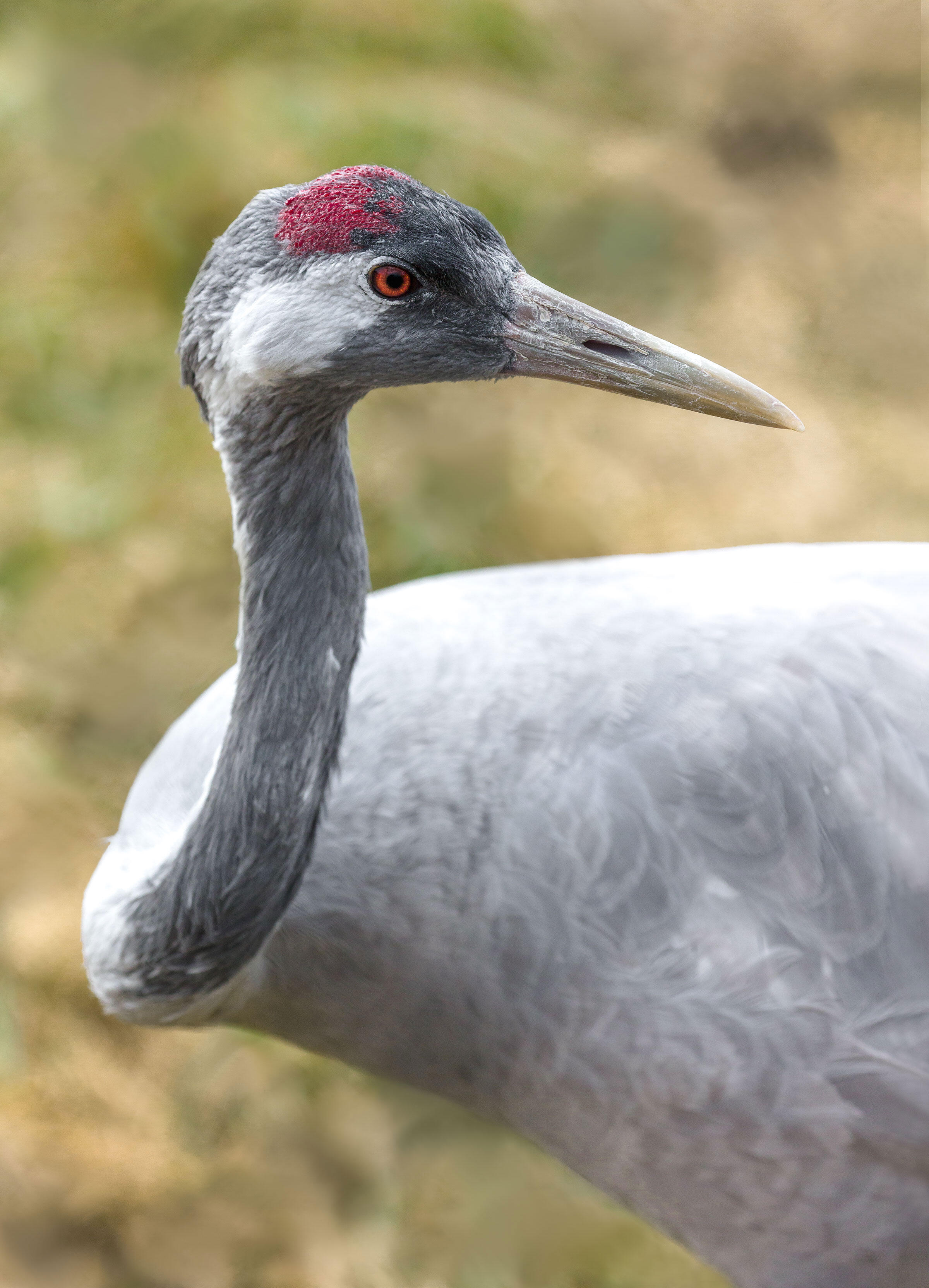Around the World in 15 Cranes | Audubon