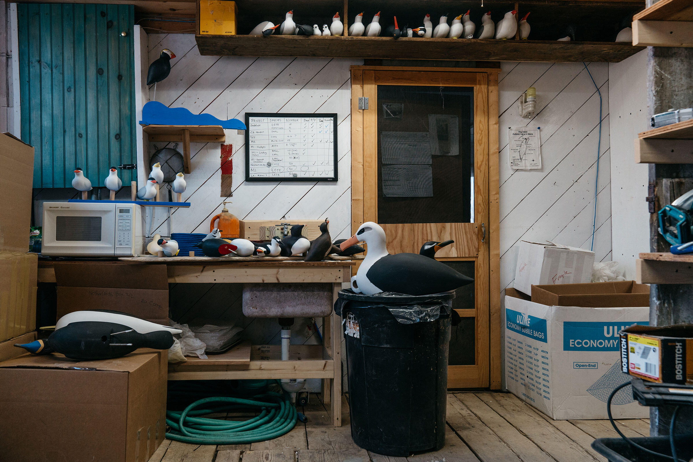 Inside Audubon’s New Decoy Where Saving Seabirds Is the