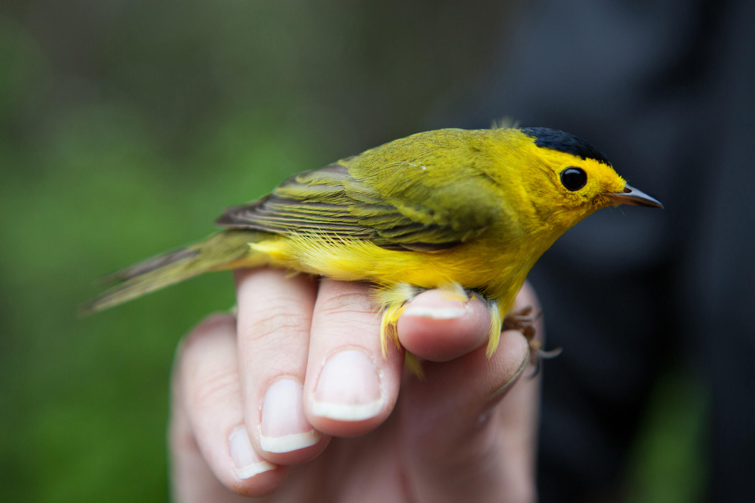 to Warblerstock, Ohio's Grooviest Birding Festival Audubon