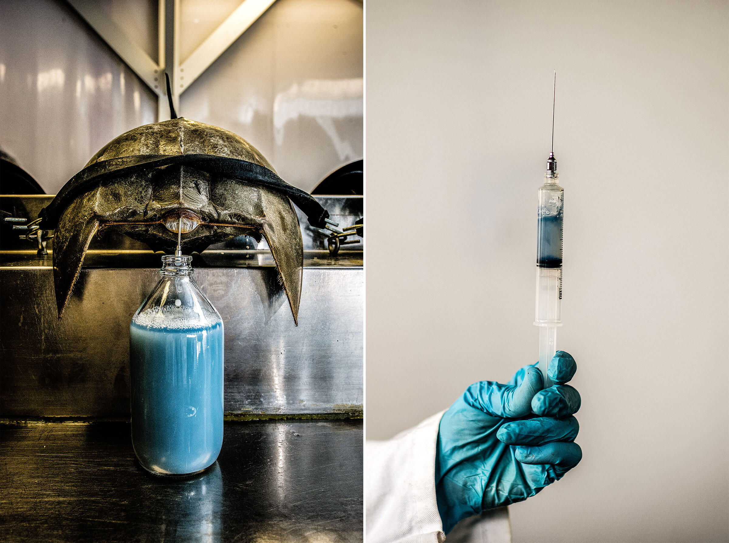 Inside the Biomedical Revolution to Save Horseshoe Crabs and the