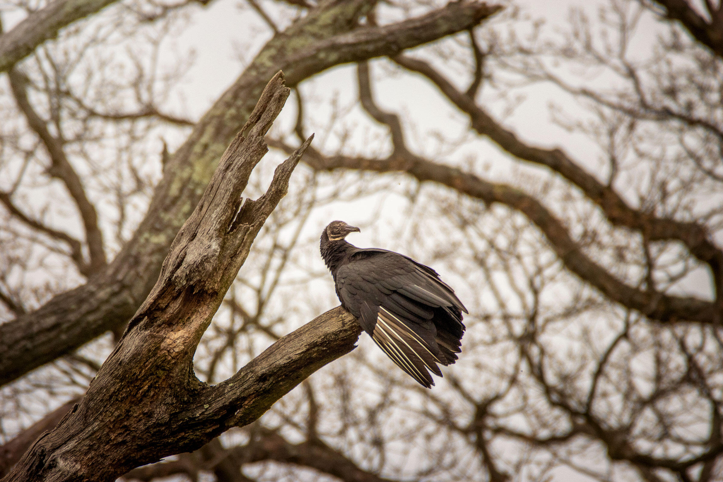 50 Photos Of Birds That Brought Joy To Our Readers This Year Audubon