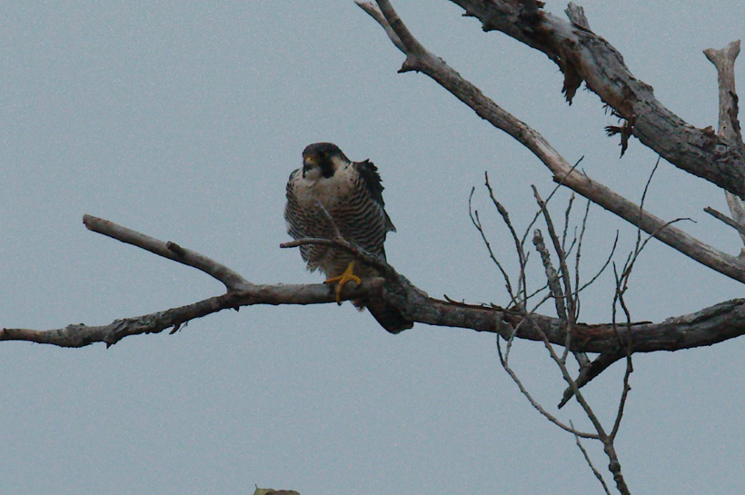 The 118th CBC in Texas Audubon
