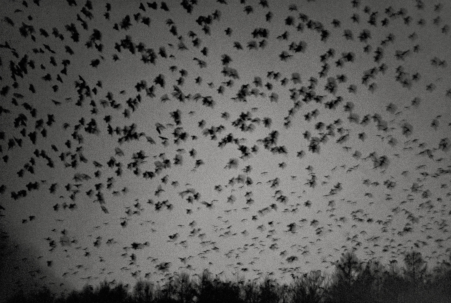 ‘Ravens,’ One of the 20th Century's Best Photography Books, Is Back on Shelves Audubon