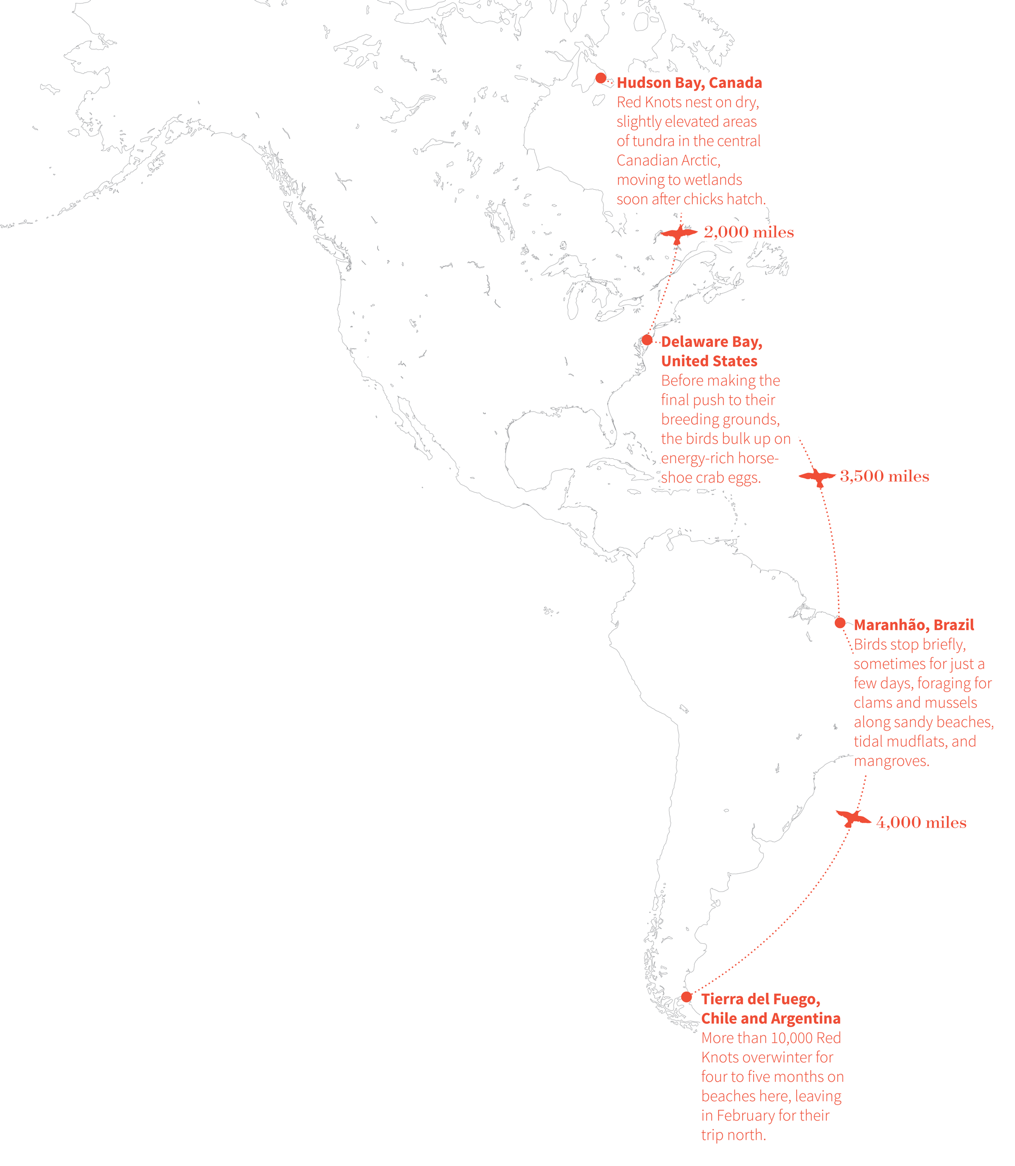 Red Knots Are Battling Climate Change—On Both Ends of the Earth Audubon