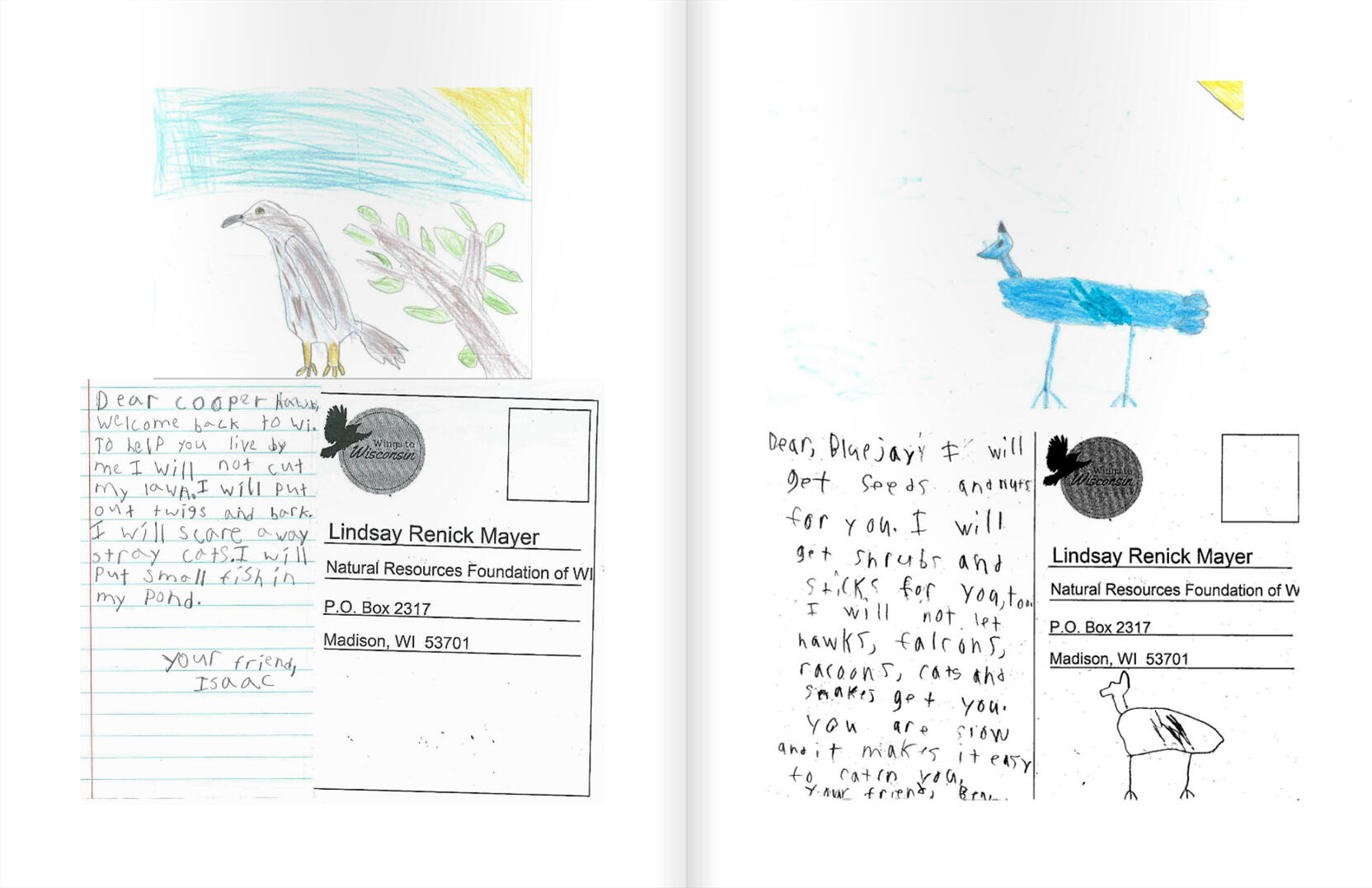 Kids Birds Back With Precious Postcards Audubon