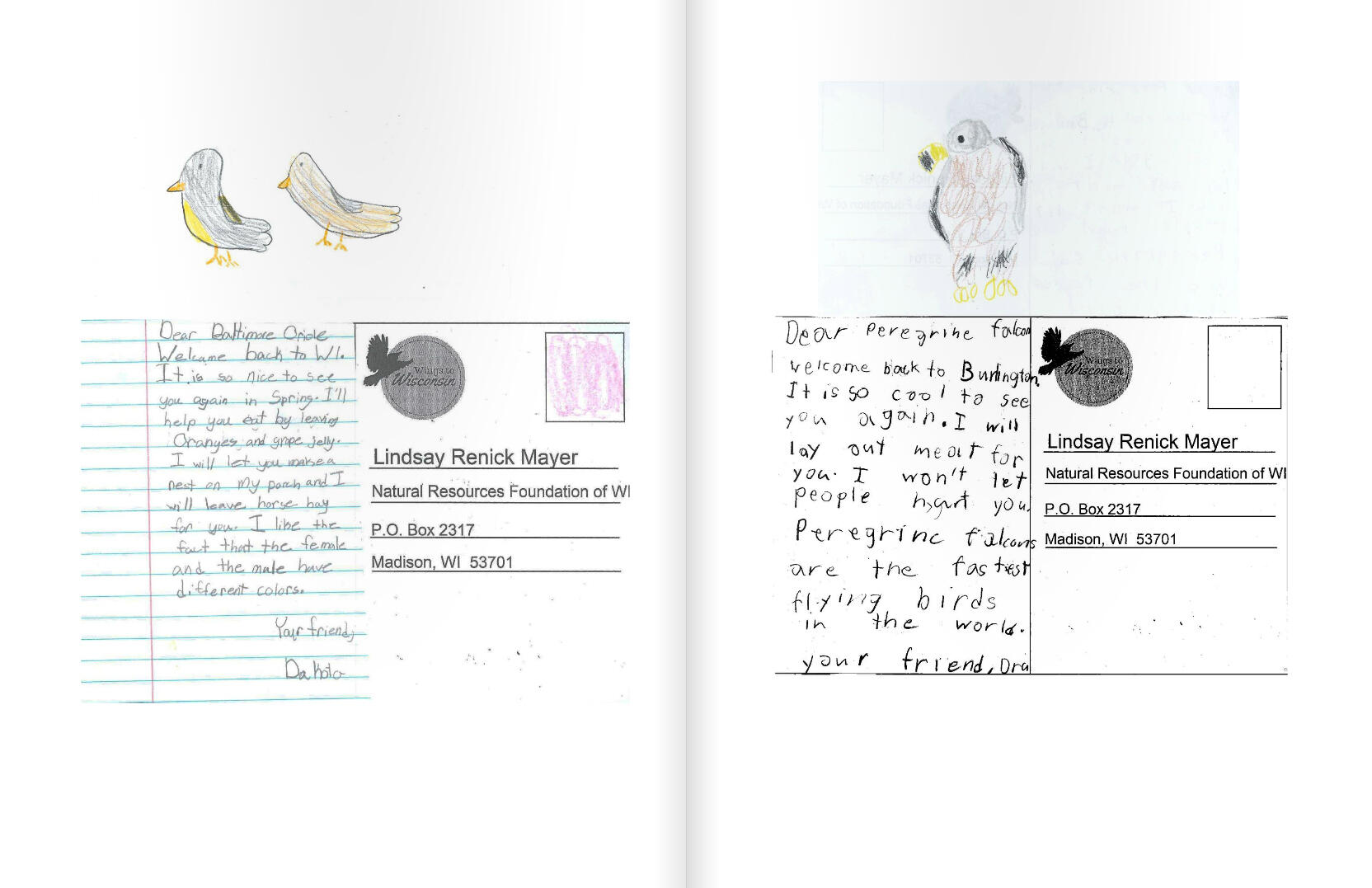 Kids Birds Back With Precious Postcards Audubon