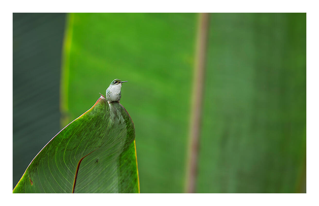 Booted Racket-tail/Amateur Category. Amy Marques/Audubon Photography Awards, Professional Category