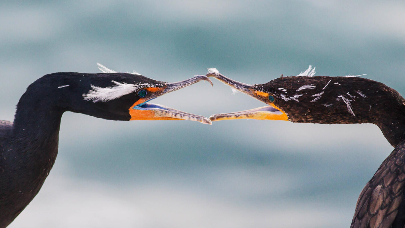 Double-crested Cormorant/Amateur Category. Ben Knoot/Audubon Photography Awards