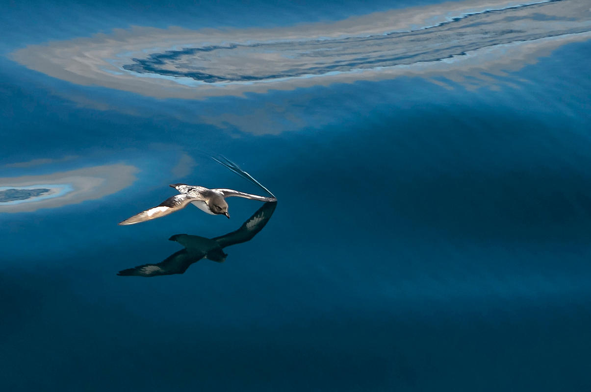 Cape Petrel/Amateur Category. Bill Klipp/Audubon Photography Awards