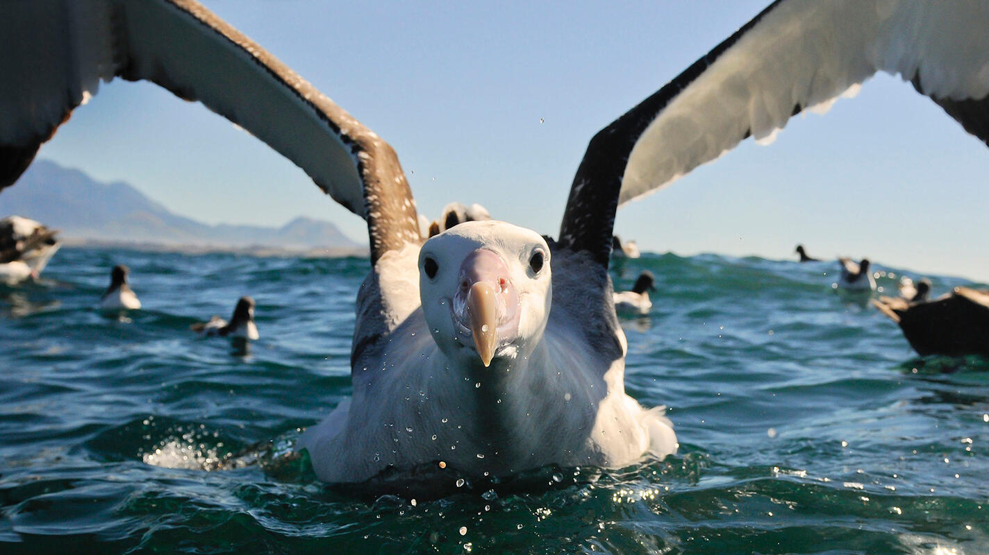 Wandering Albatross/Amateur Category. Bill Klipp/Audubon Photography Awards