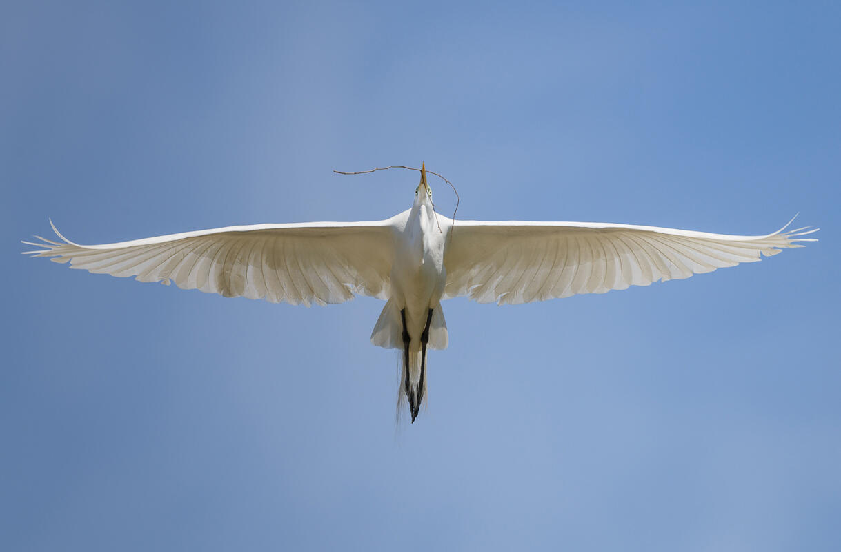 Great Egret/Amateur Category. Bruno Struck/Audubon Photography Awards