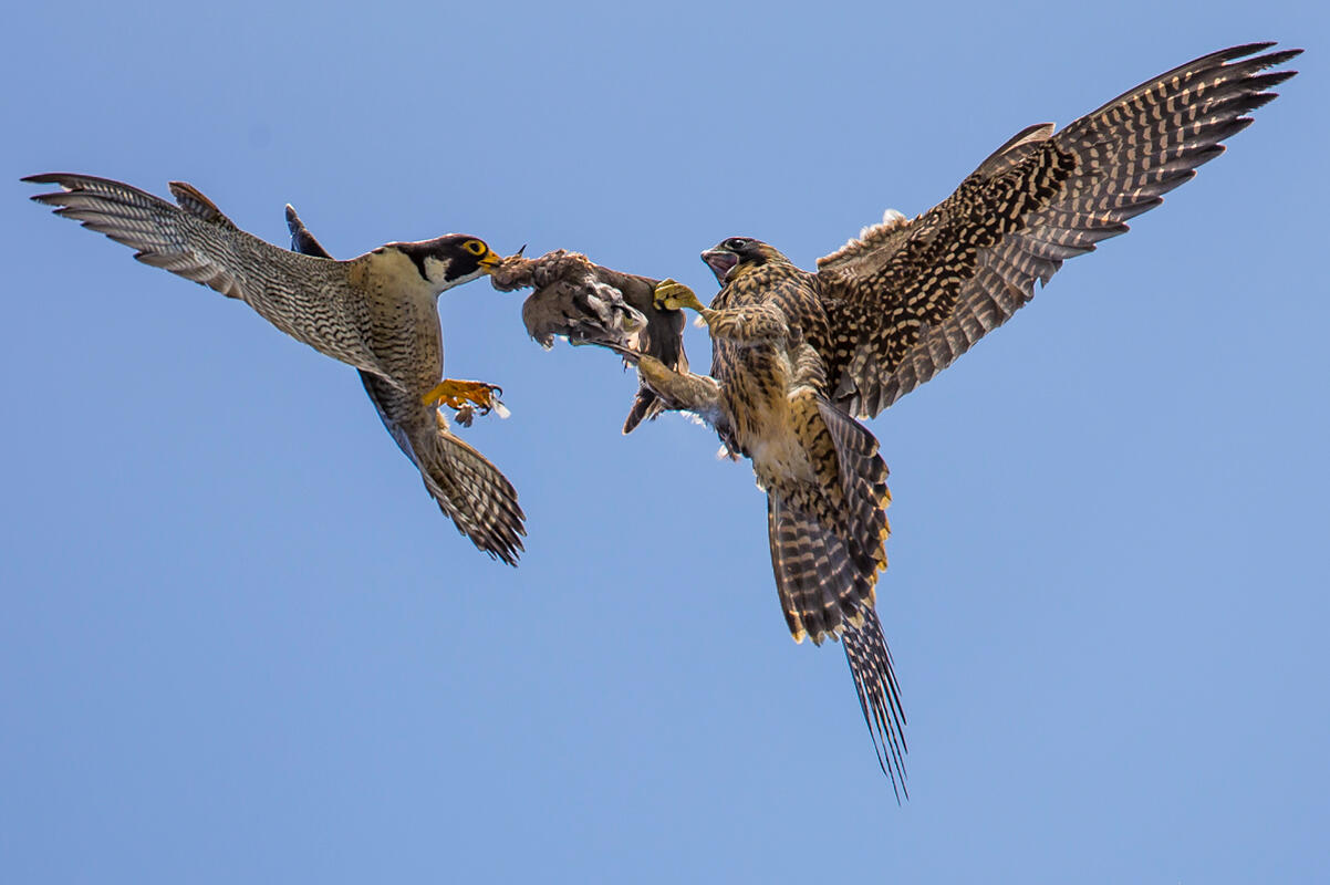 Peregrine Falcon/Amateur Category. Carl Woo/Audubon Photography Awards