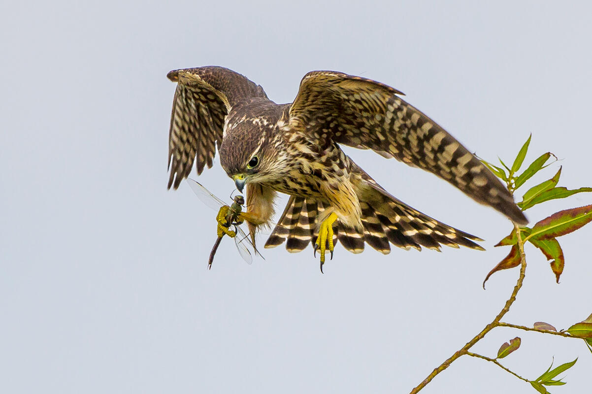 Merlin/Amateur Category. Carl Woo/Audubon Photography Awards