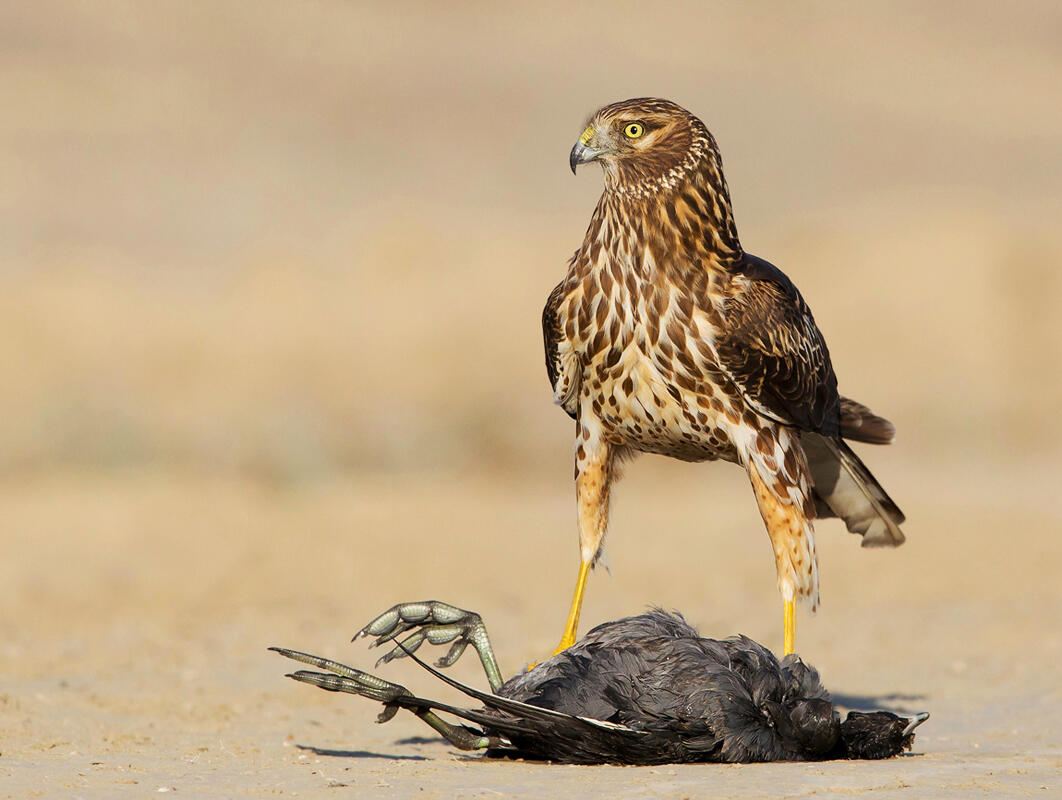 Northern Harrier and American Coot/Amateur Category. David Salem/Audubon Photography Awards