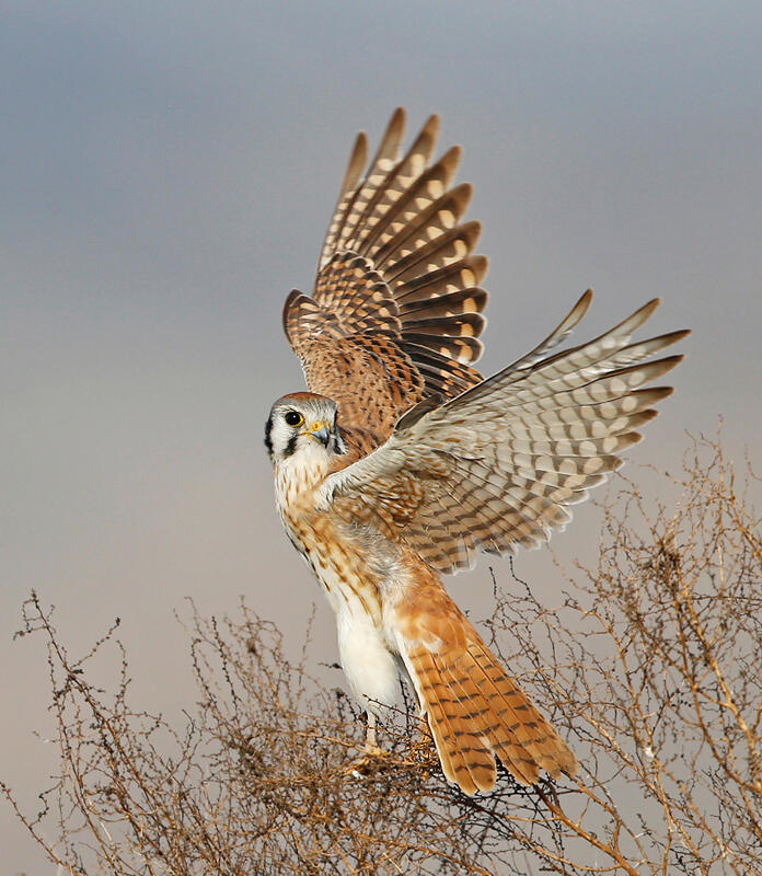 American Kestrel/Amateur Category. David Salem/Audubon Photography Awards