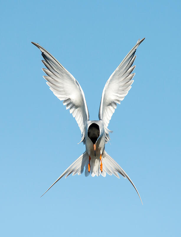 Forster's Tern/Amateur Category. Diana Rebman/Audubon Photography Awards
