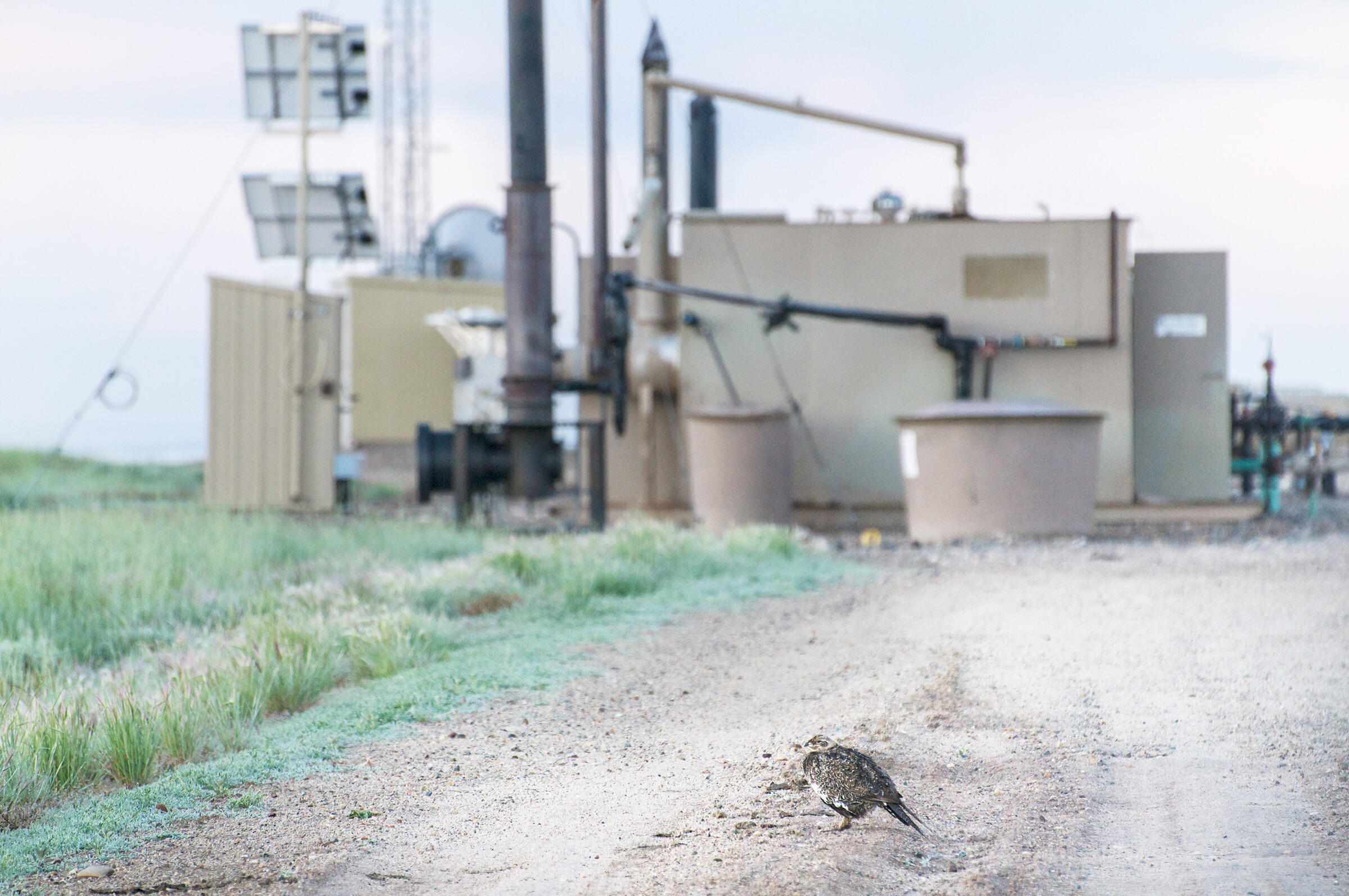 Since natural gas drilling began, sage-grouse populations have dropped significantly around the Pinedale Anticline. Sublette County, Wyoming. Dave Showalter