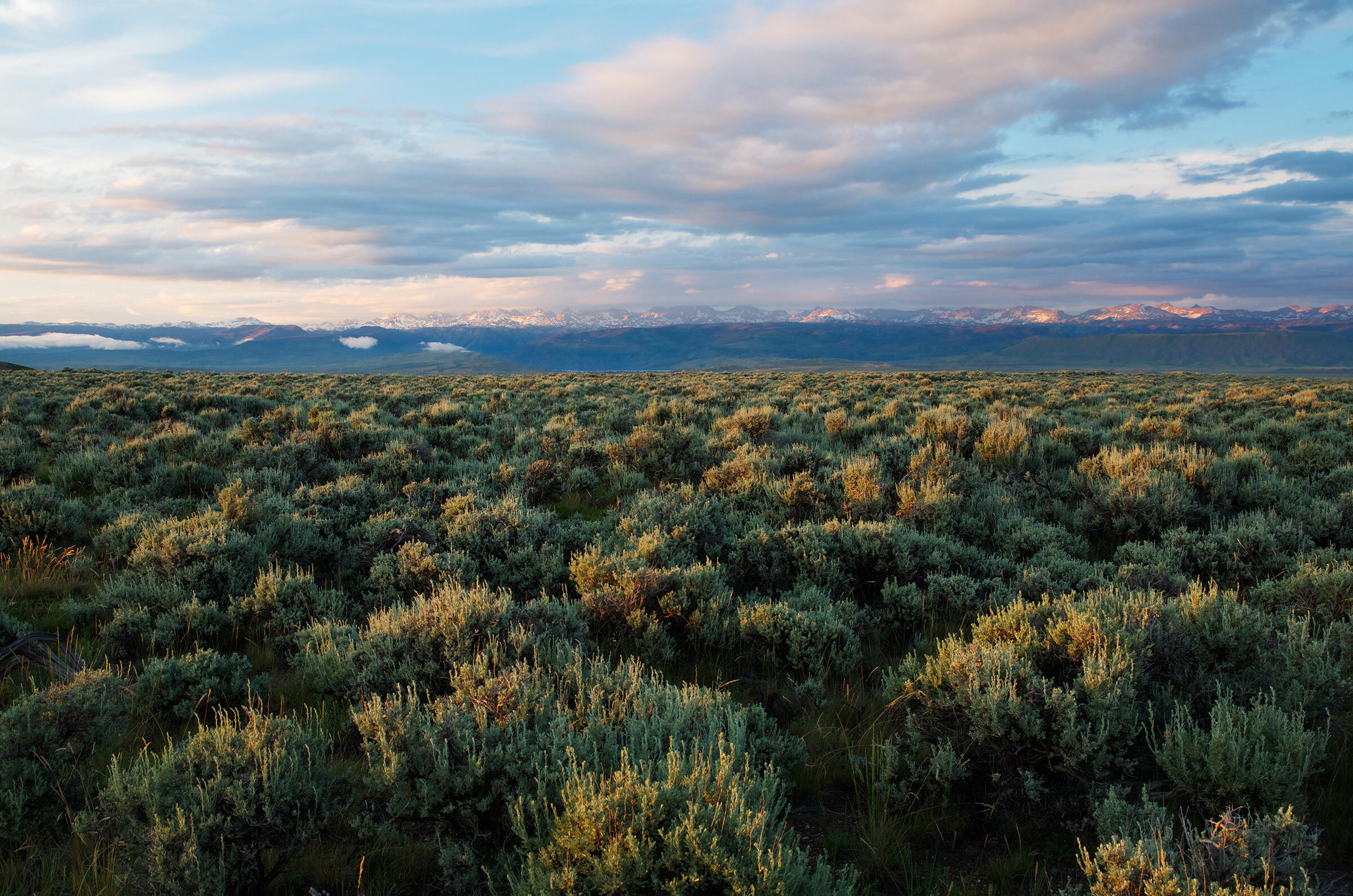 Unprecedented Conservation Efforts Keep Greater SageGrouse Off