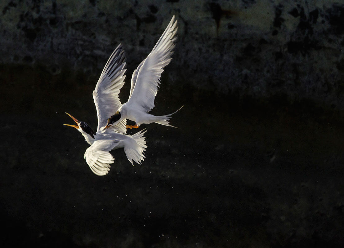 Elegant Tern/Amateur Category. Geralyn Souza/Audubon Photography Awards