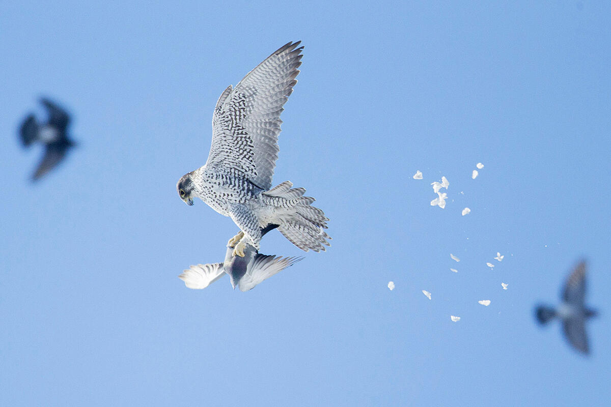 Gyrfalcon and Rock Pigeon/Amateur Category. Harry Colquhoun/Audubon Photography Awards