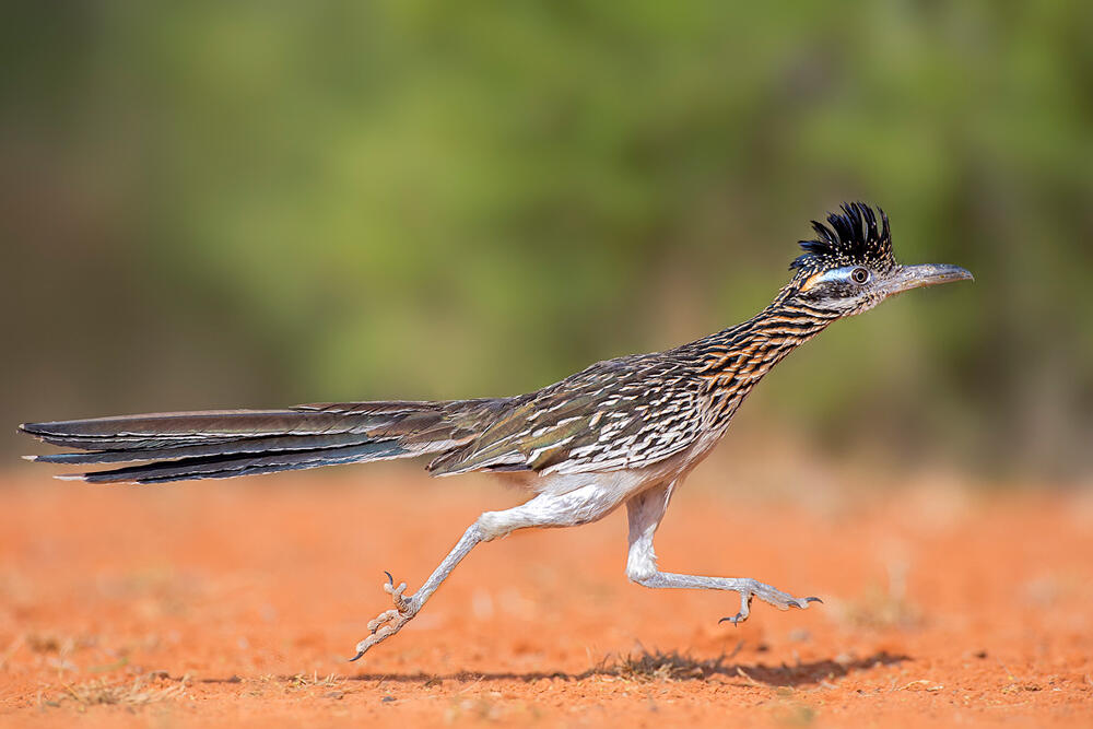 Greater Roadrunner/Professional Category. Hector Astorga/Audubon Photography Awards