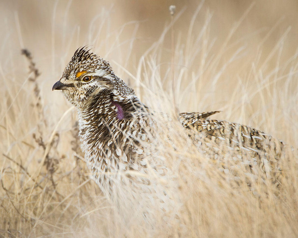 Sharp-tailed Grouse/Amateur Category. J. Arthur Anderson/Audubon Photography Awards