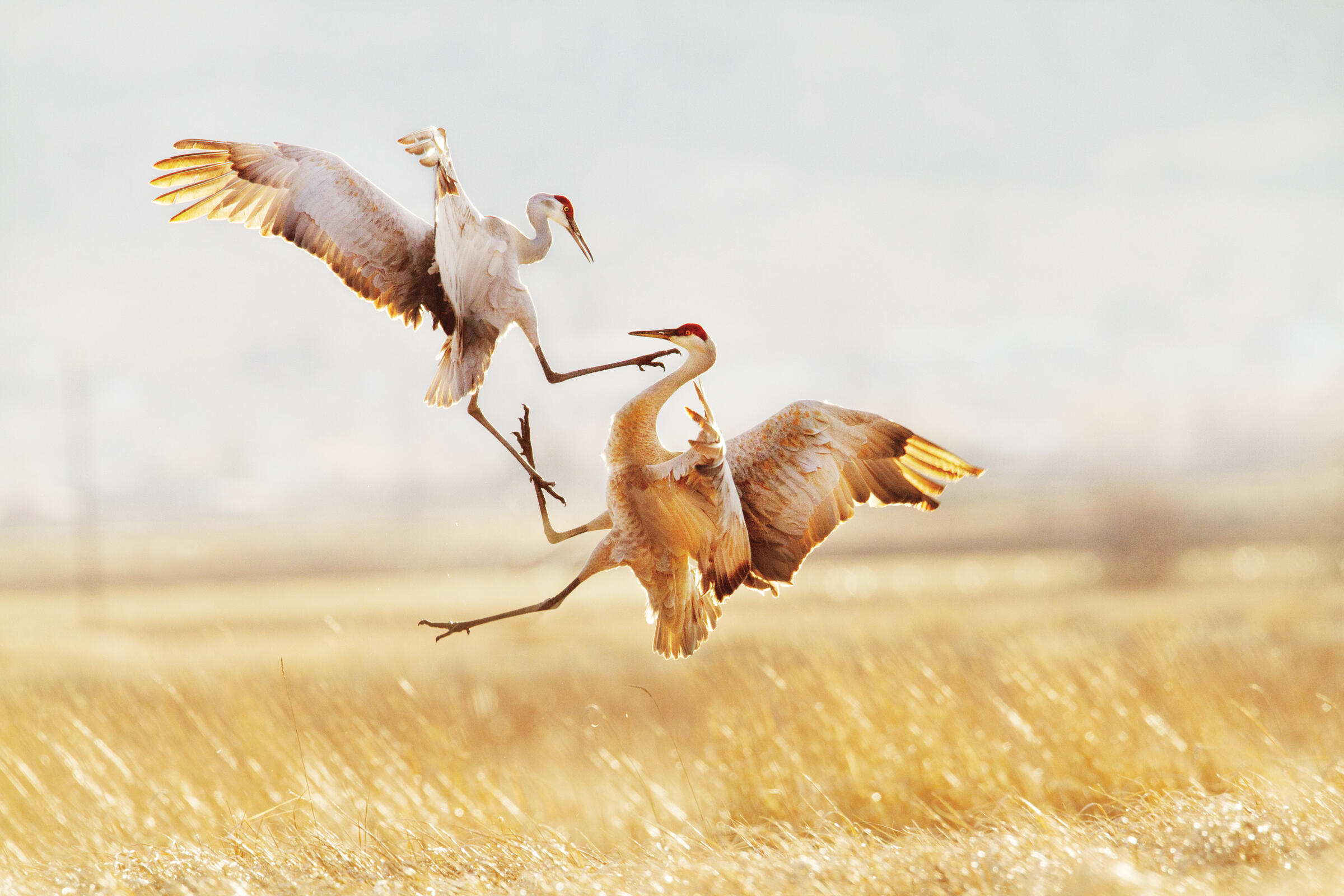 The 2015 Audubon Photography Awards Winners | Audubon