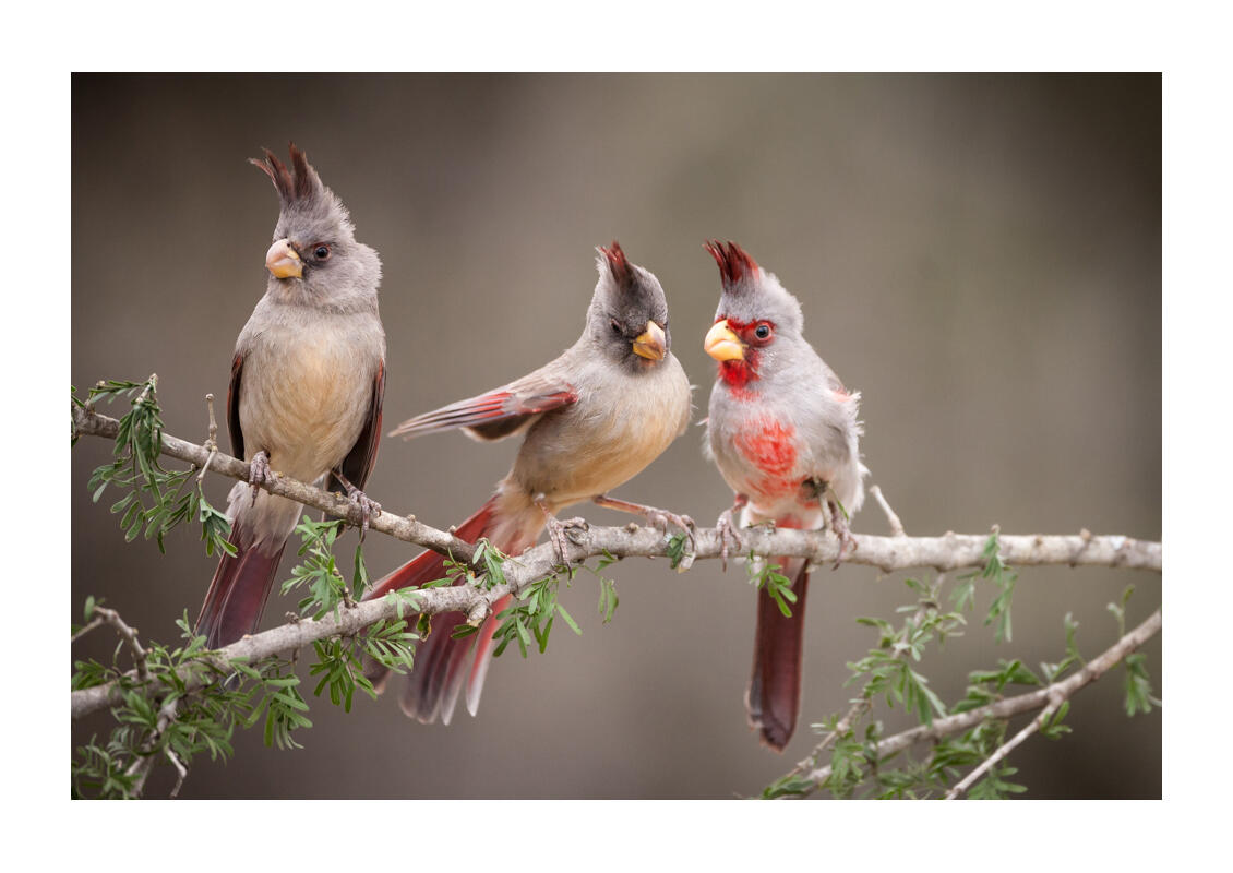 Pyrrhuloxia/Amateur Category. Joseph Messina/Audubon Photography Awards