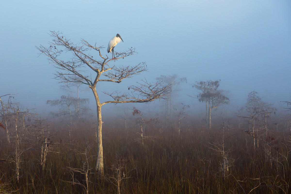 Wood Stork/Professional Category. Judd Patterson/Audubon Photography Awards