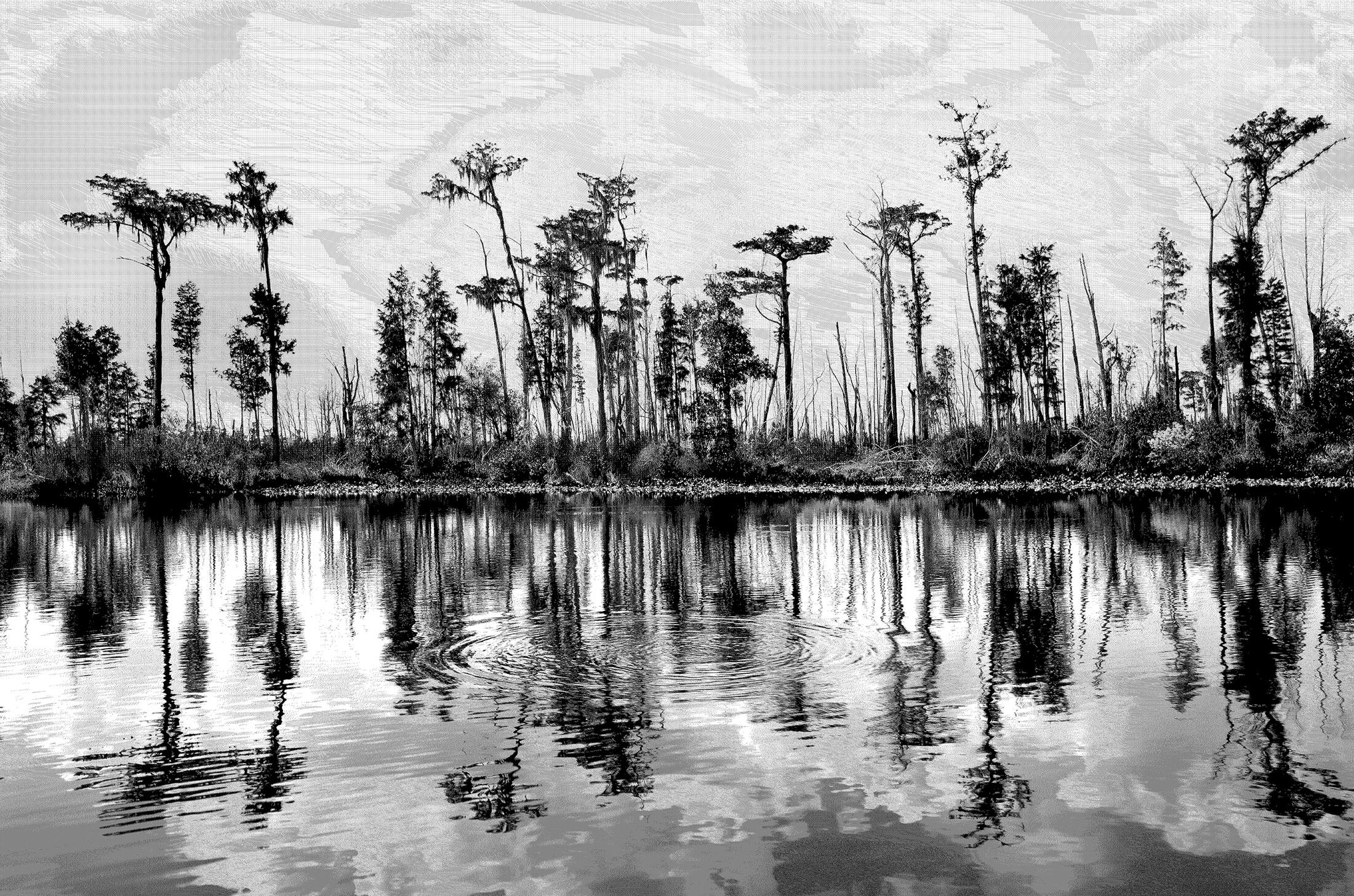 Black-and-White Photos Show Off Swamps’ Inner Beauty | Audubon