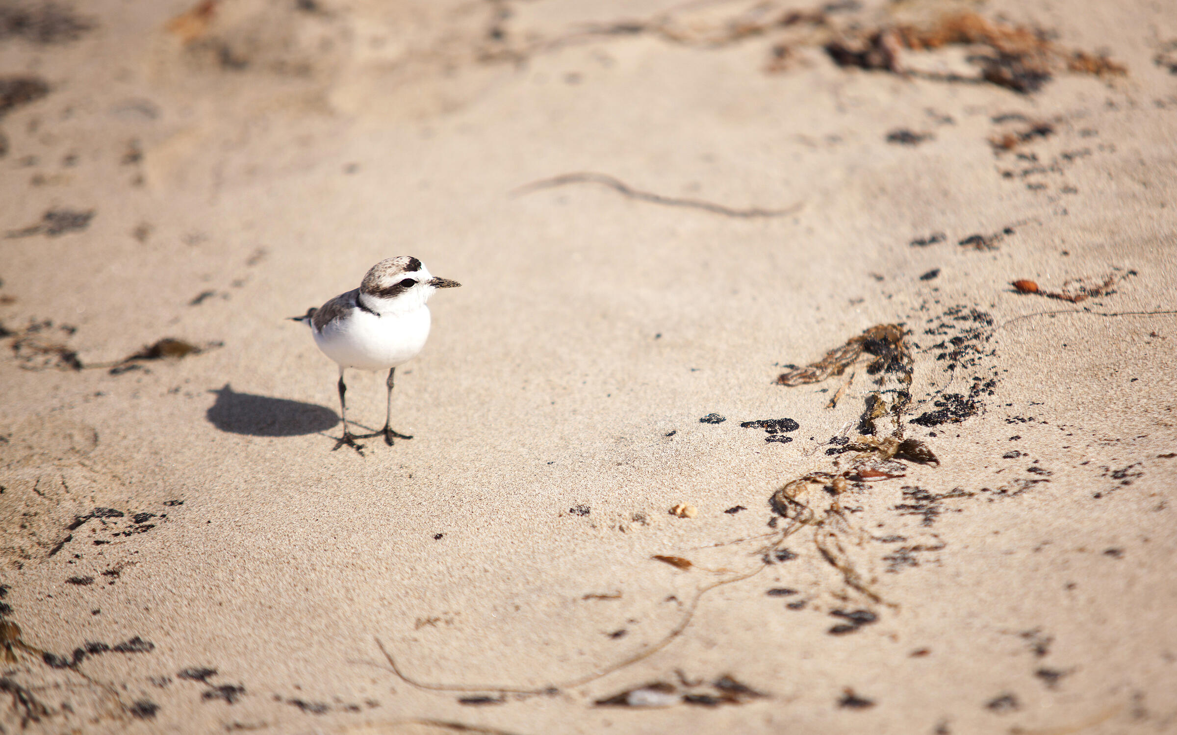 The Definition Of Insanity Santa Barbara's Oil Spill Audubon