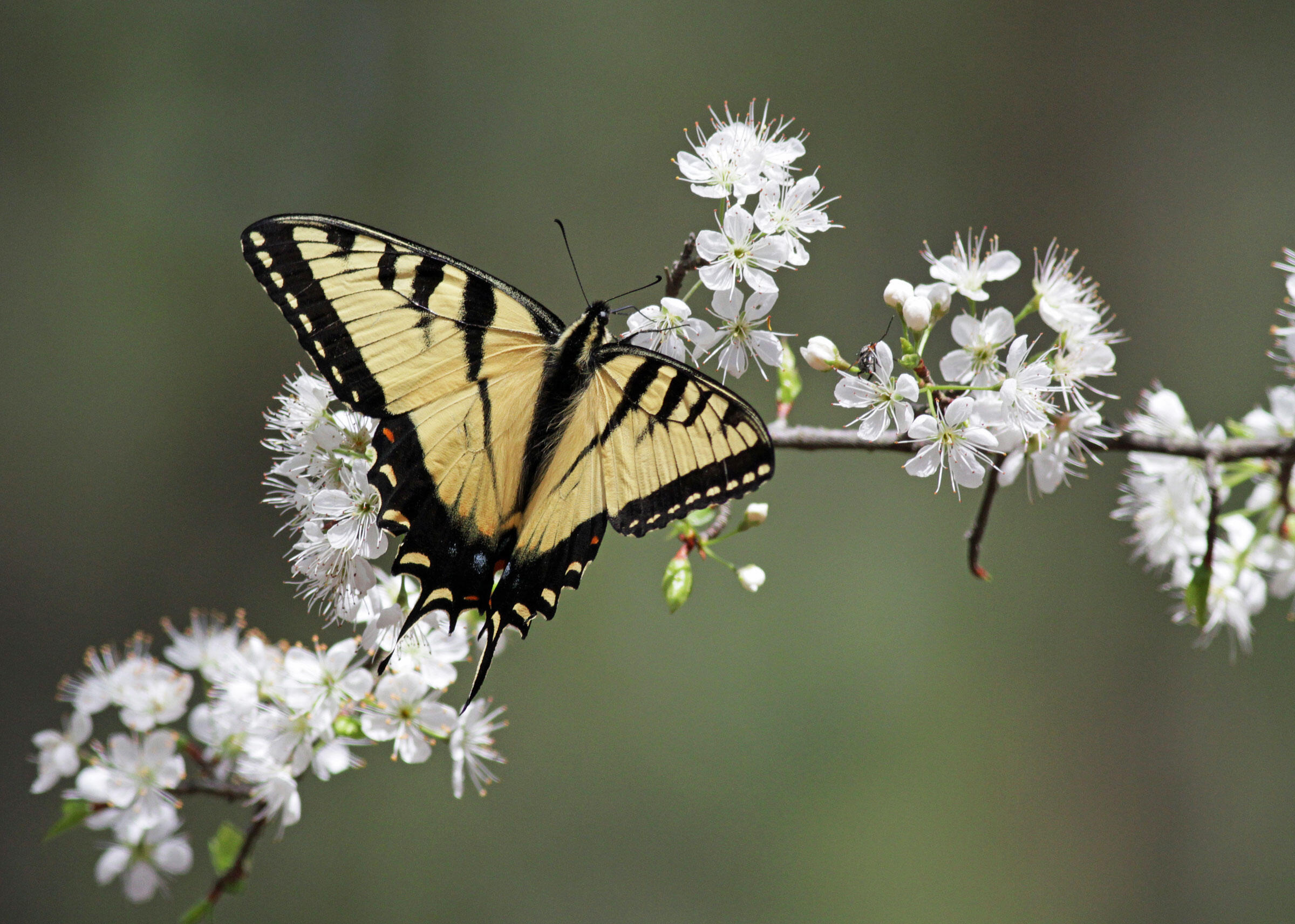 How to Make Your Yard Bird-Friendly, 5 easy step! 11 A native Prunus plays host to a tiger swallowtail. Will Stuart