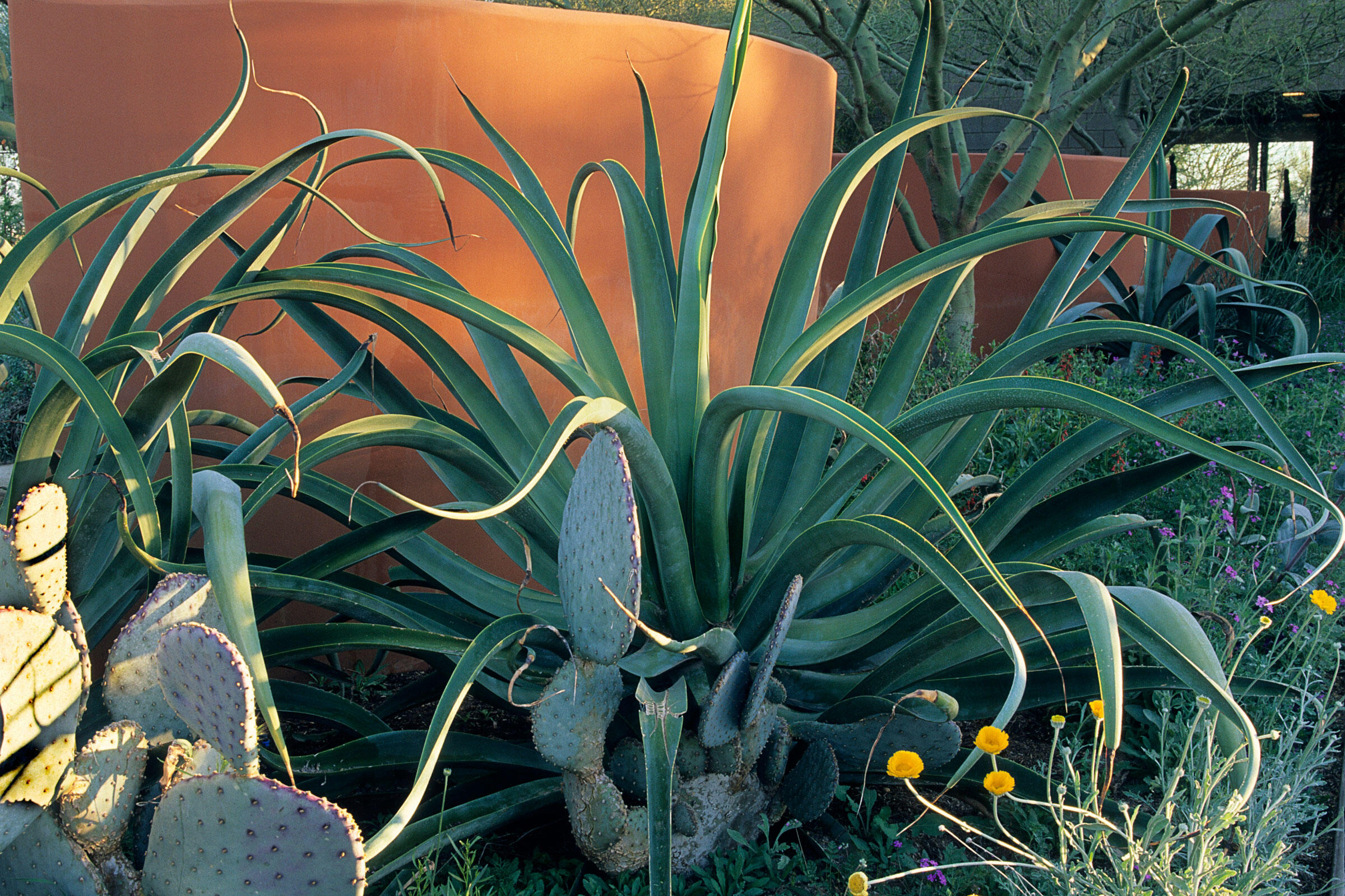 How to Make Your Yard Bird-Friendly, 5 easy step! 15 This "Arid Zone Trees" landscape was designed by Steve Martino in Santa Fe, New Mexico. It holds cacti such as Octopus agave, prickly pear, and a species of Opuntia, along with desert marigold and a palo verde tree. Charles Mann