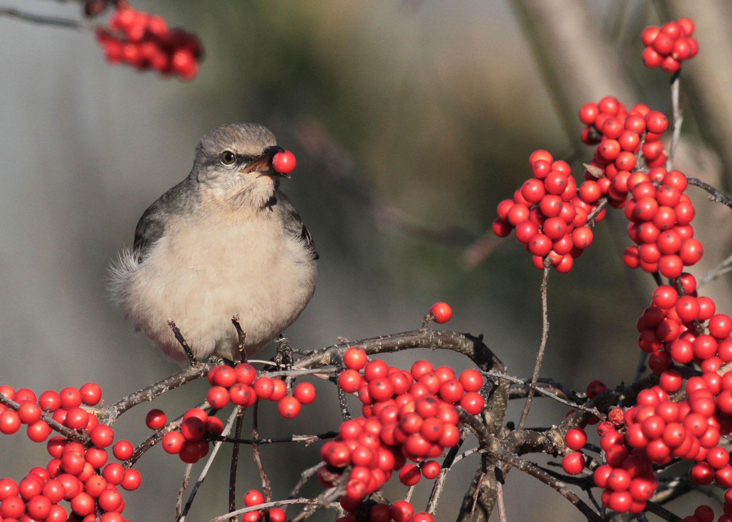How to Make Your Yard Bird-Friendly, 5 easy step! 13 A Northern Mockingbird rests on a common winterberry holly. Will Stuart